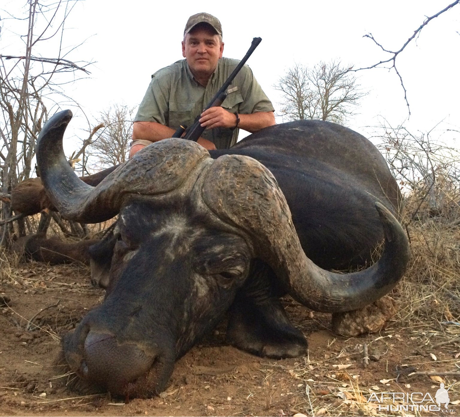 Buffalo Hunt Kruger Reserve South Africa