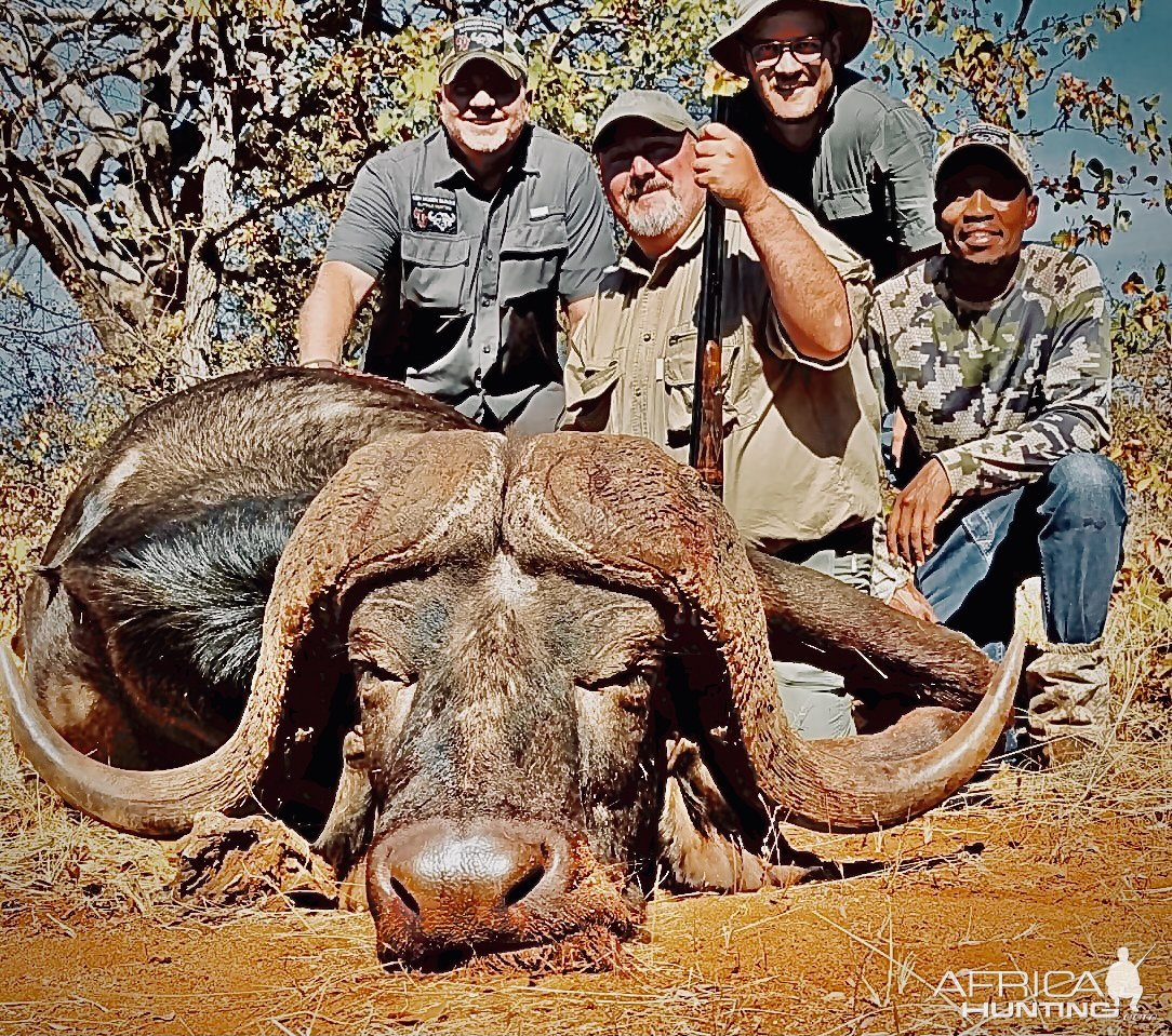 Buffalo Hunt Limpopo South Africa