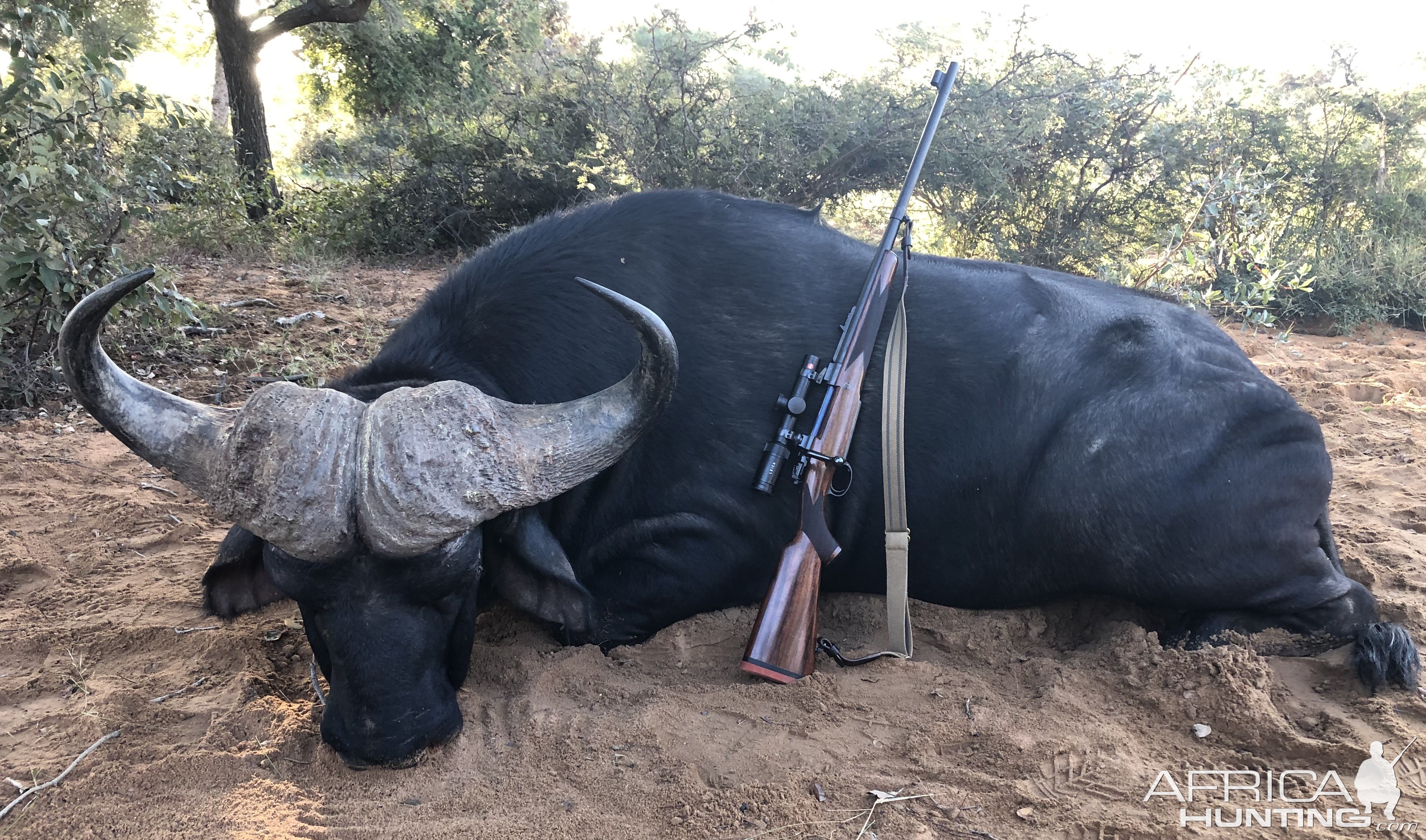 Buffalo Hunt Limpopo South Africa