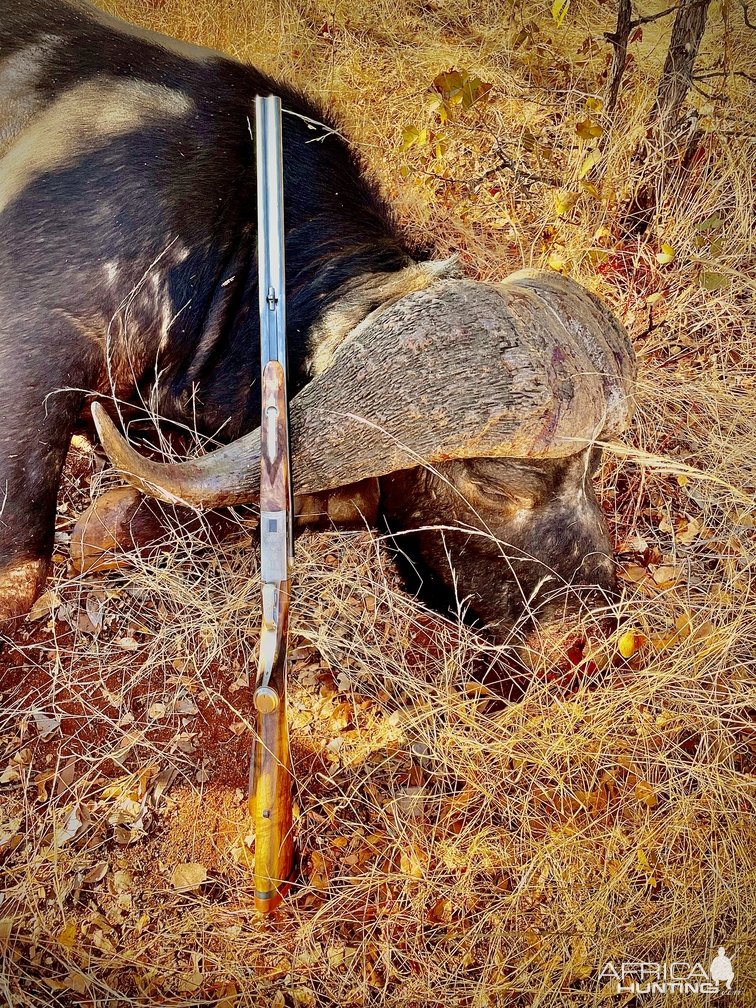 Buffalo Hunt Limpopo South Africa