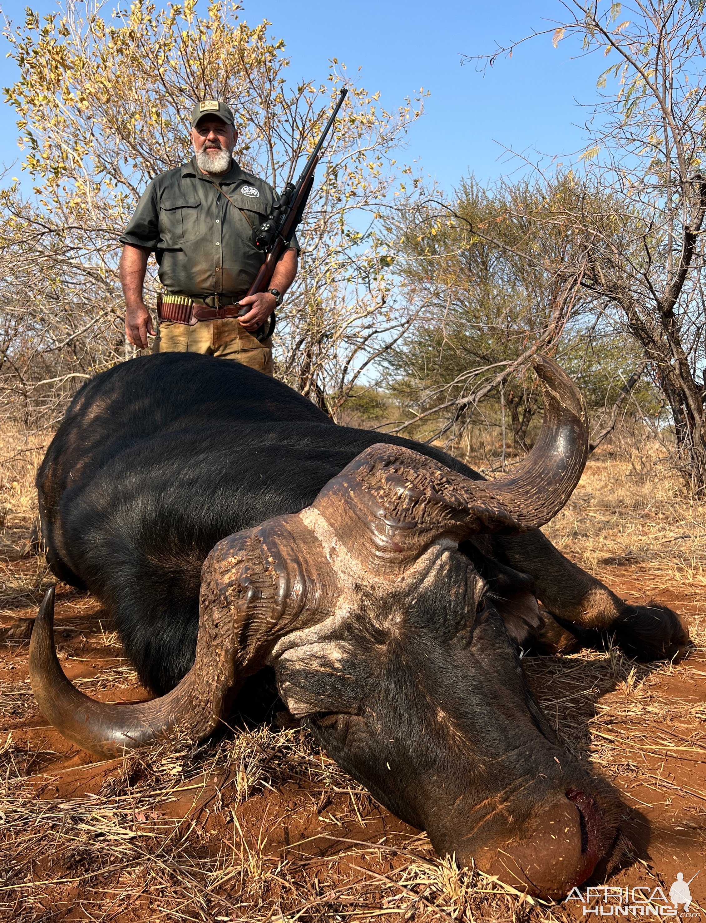 Buffalo Hunt Limpopo South Africa