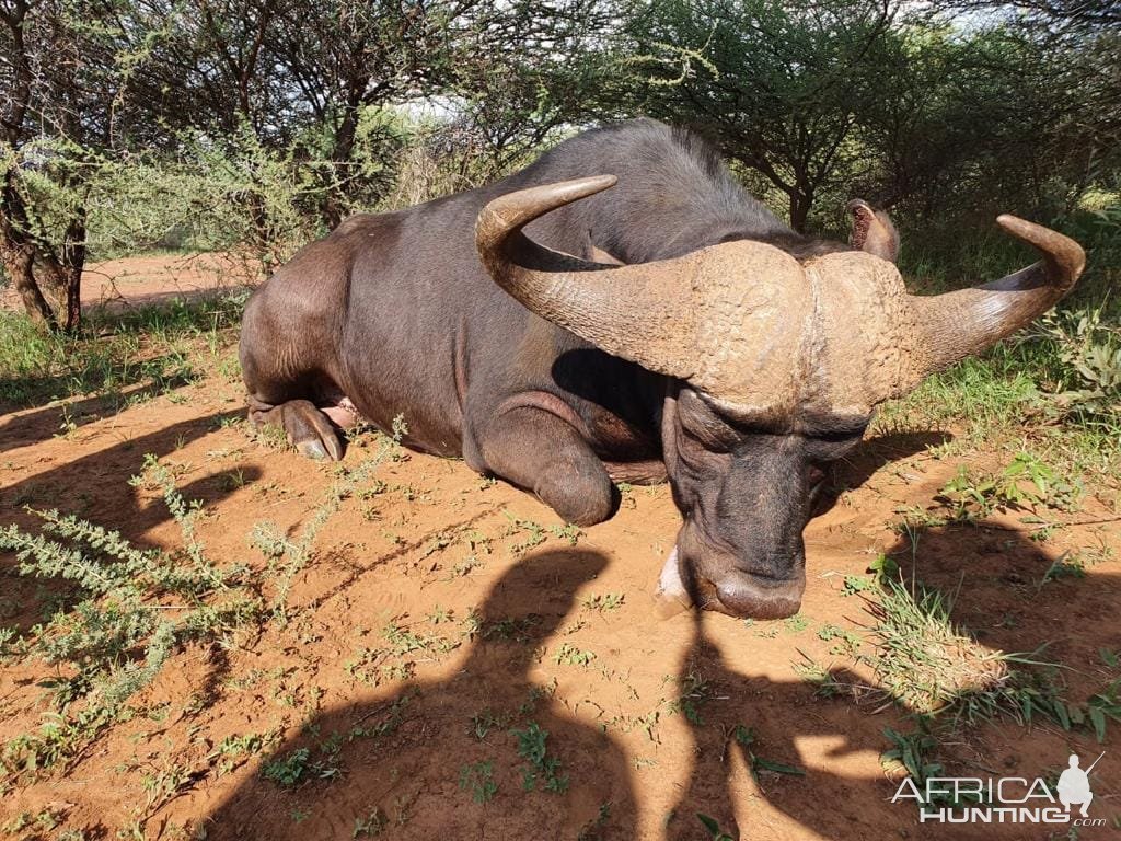 Buffalo Hunt Limpopo South Africa