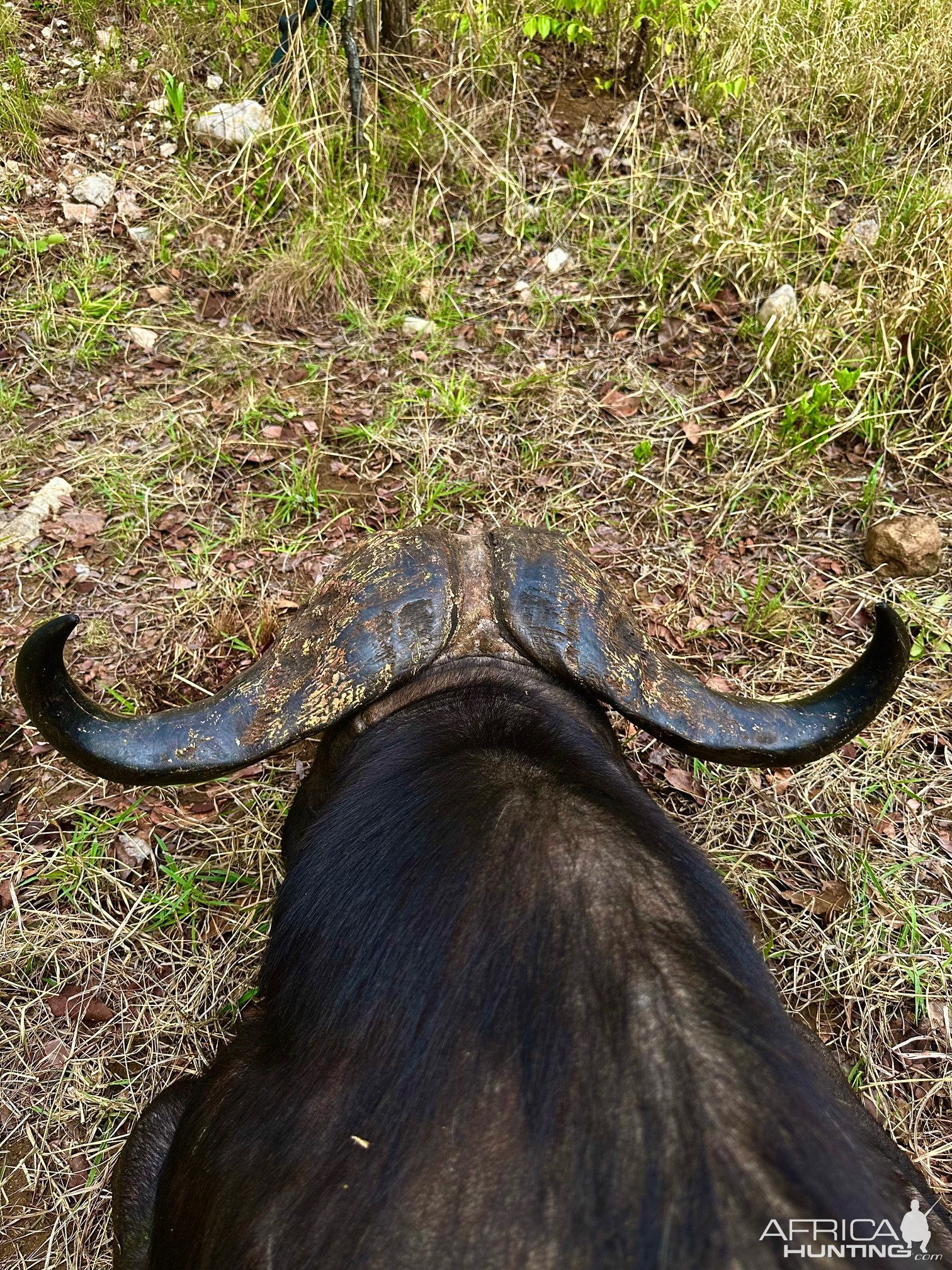 Buffalo Hunt Luangwa Valley Zambia