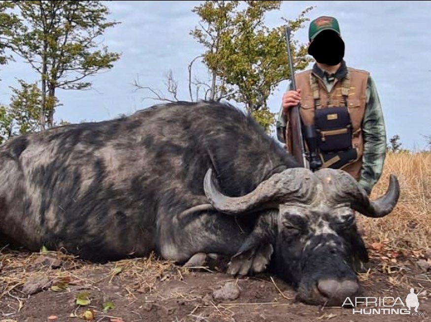 Buffalo Hunt Matetsi Zimbabwe