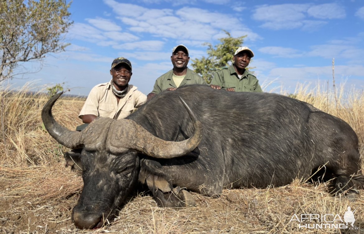 Buffalo Hunt Matetsi Zimbabwe