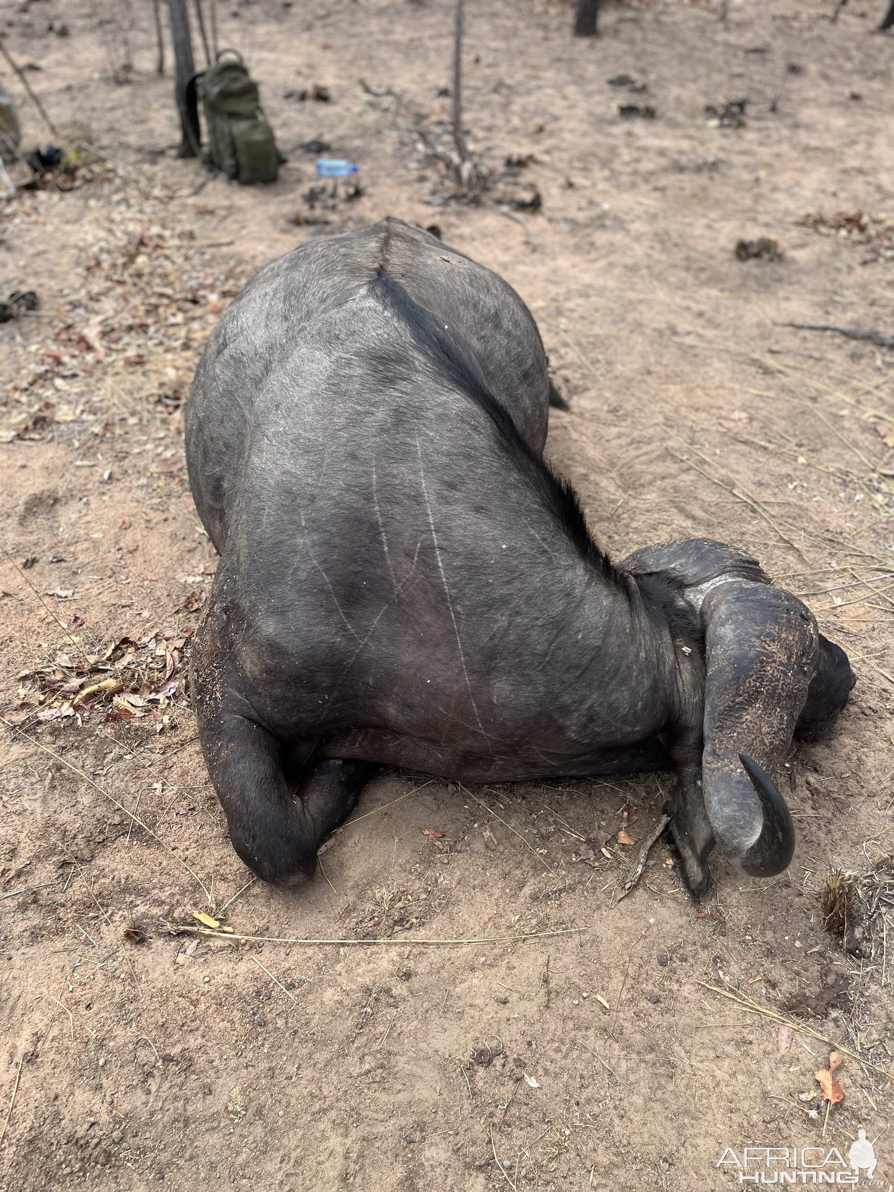 Buffalo Hunt Mozambique