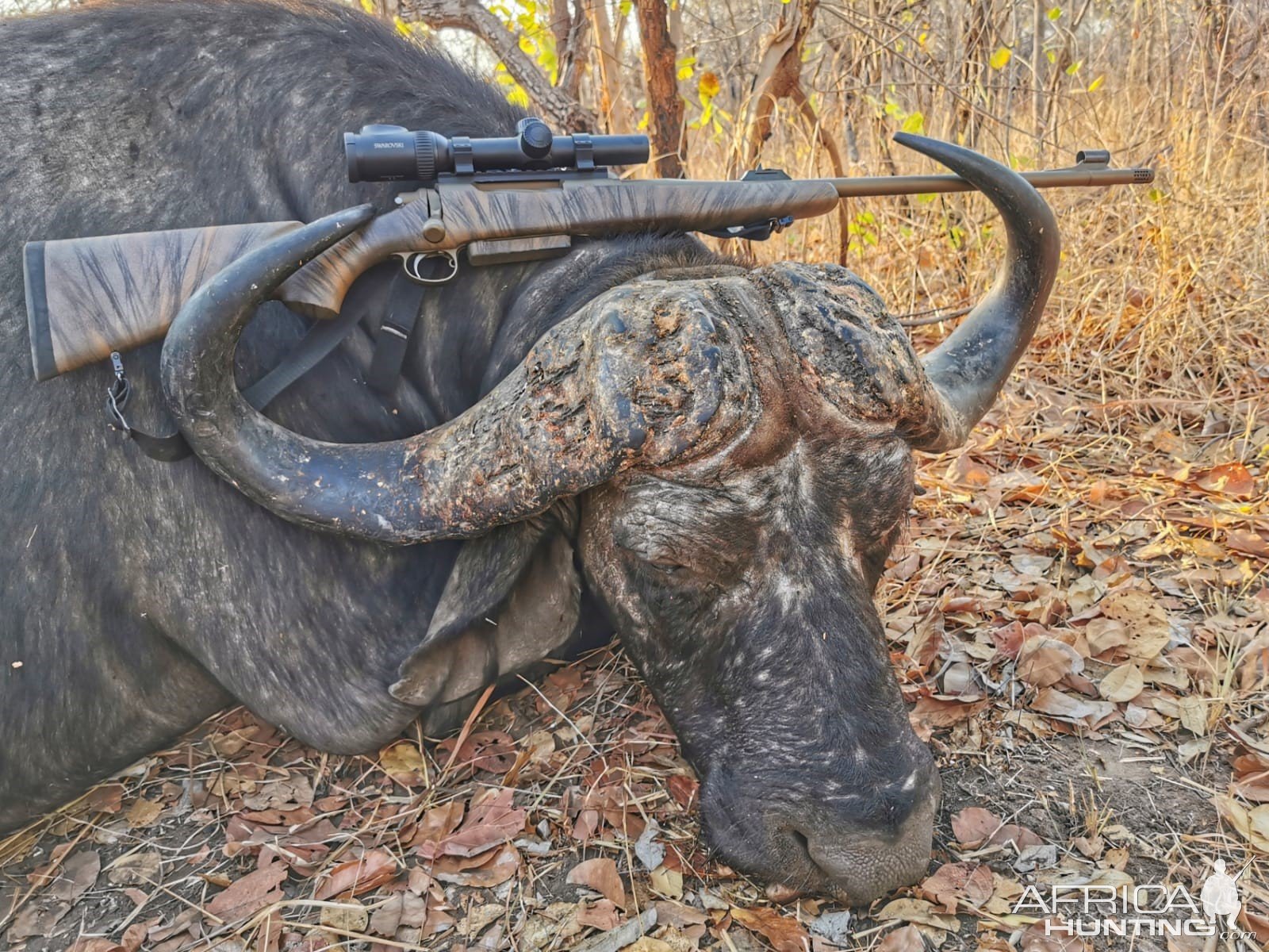 Buffalo Hunt Mozambique