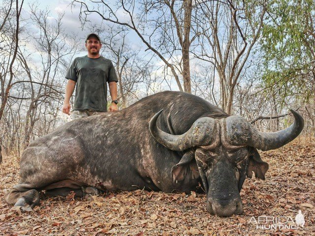 Buffalo Hunt Mozambique