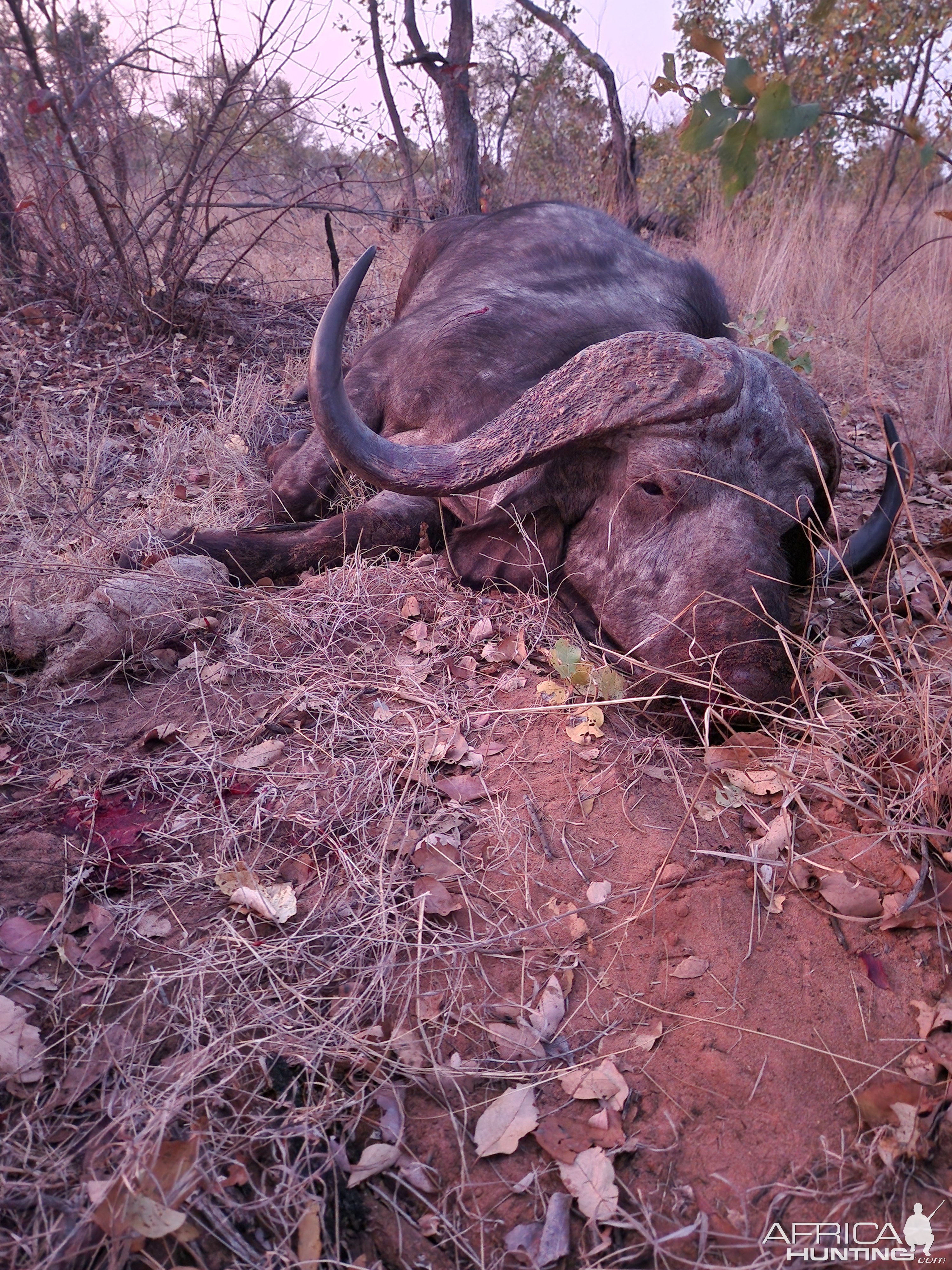 Buffalo Hunt Mozambique