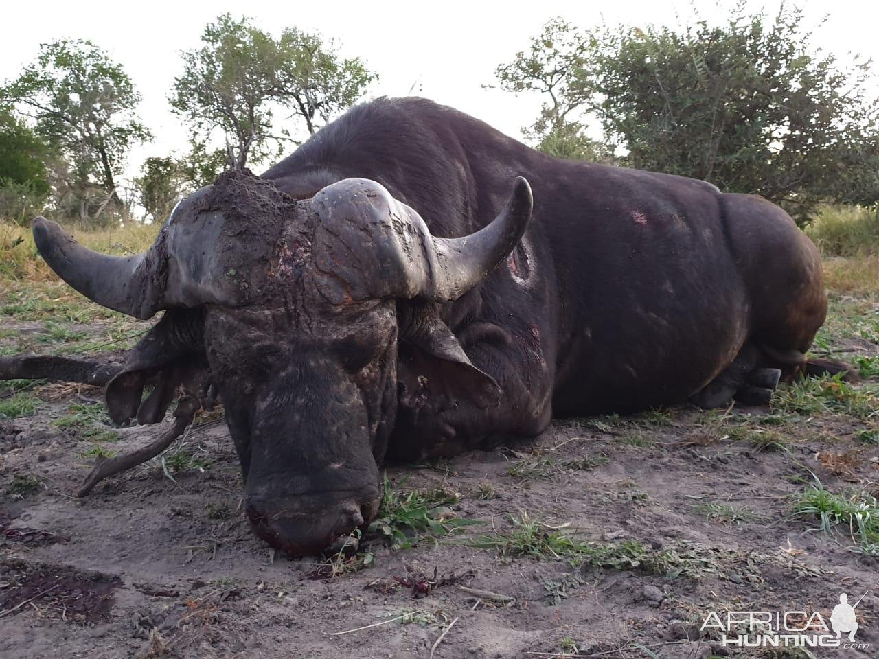 Buffalo Hunt Mozambique