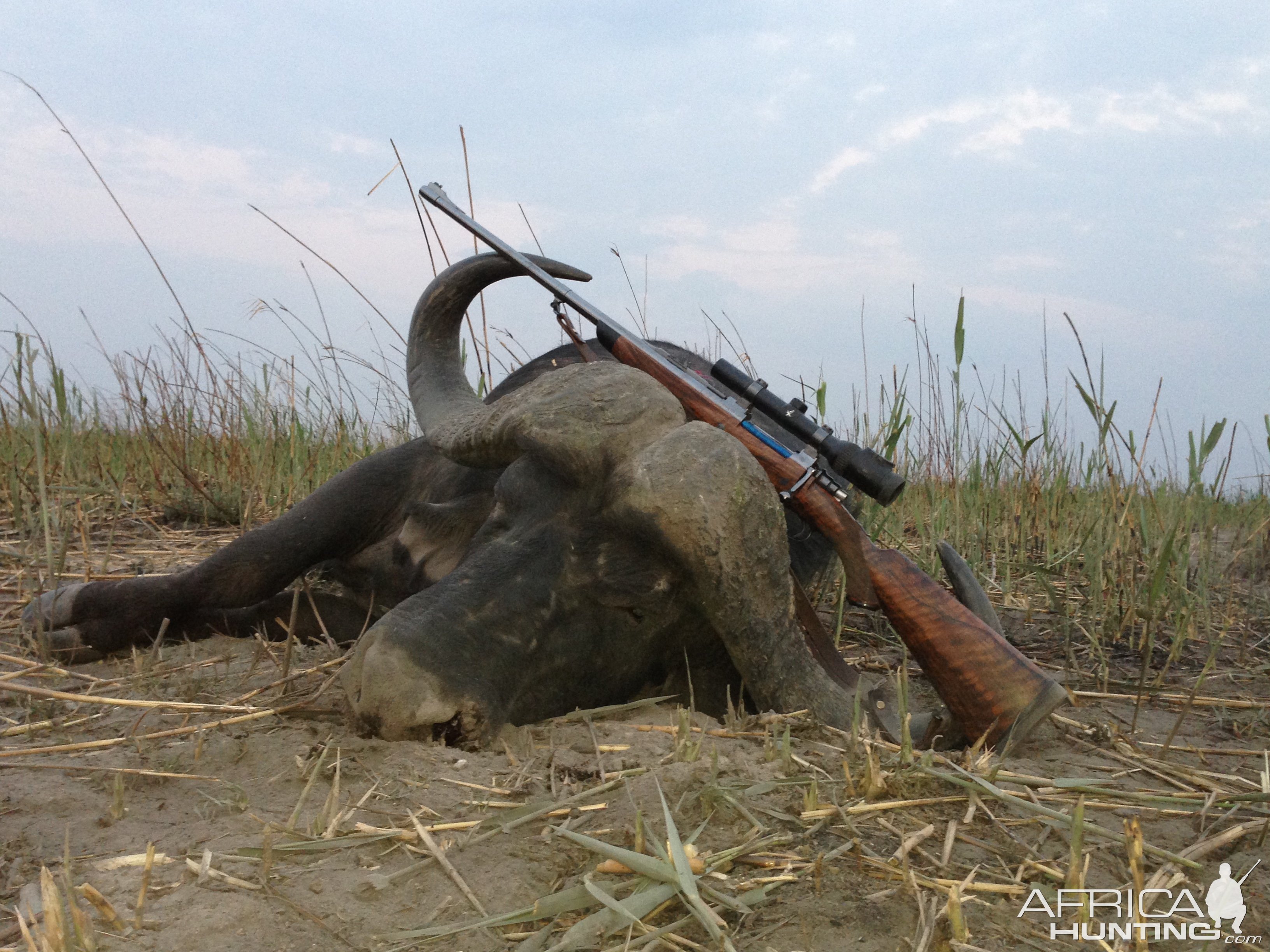 Buffalo Hunt Namibia