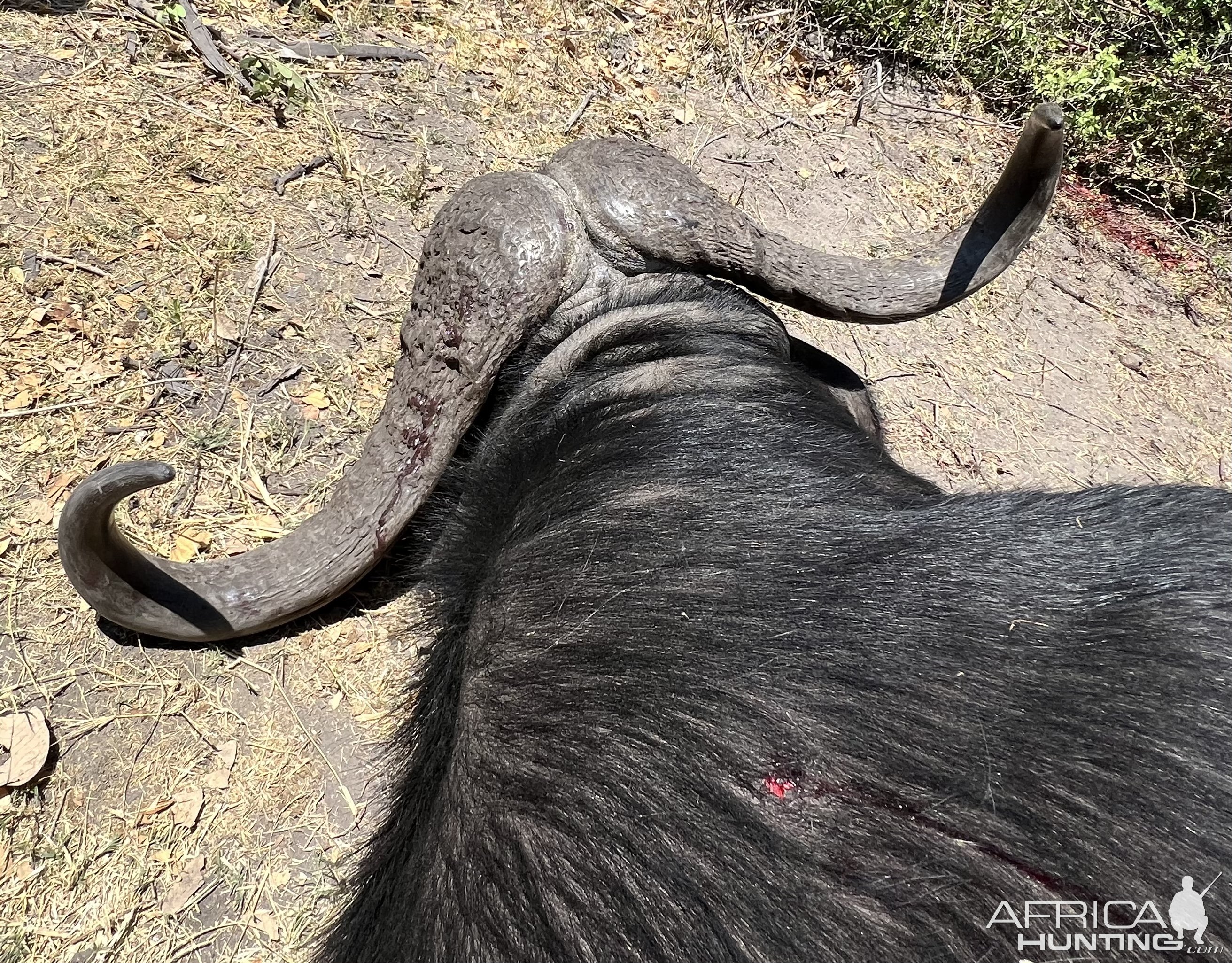 Buffalo Hunt Namibia