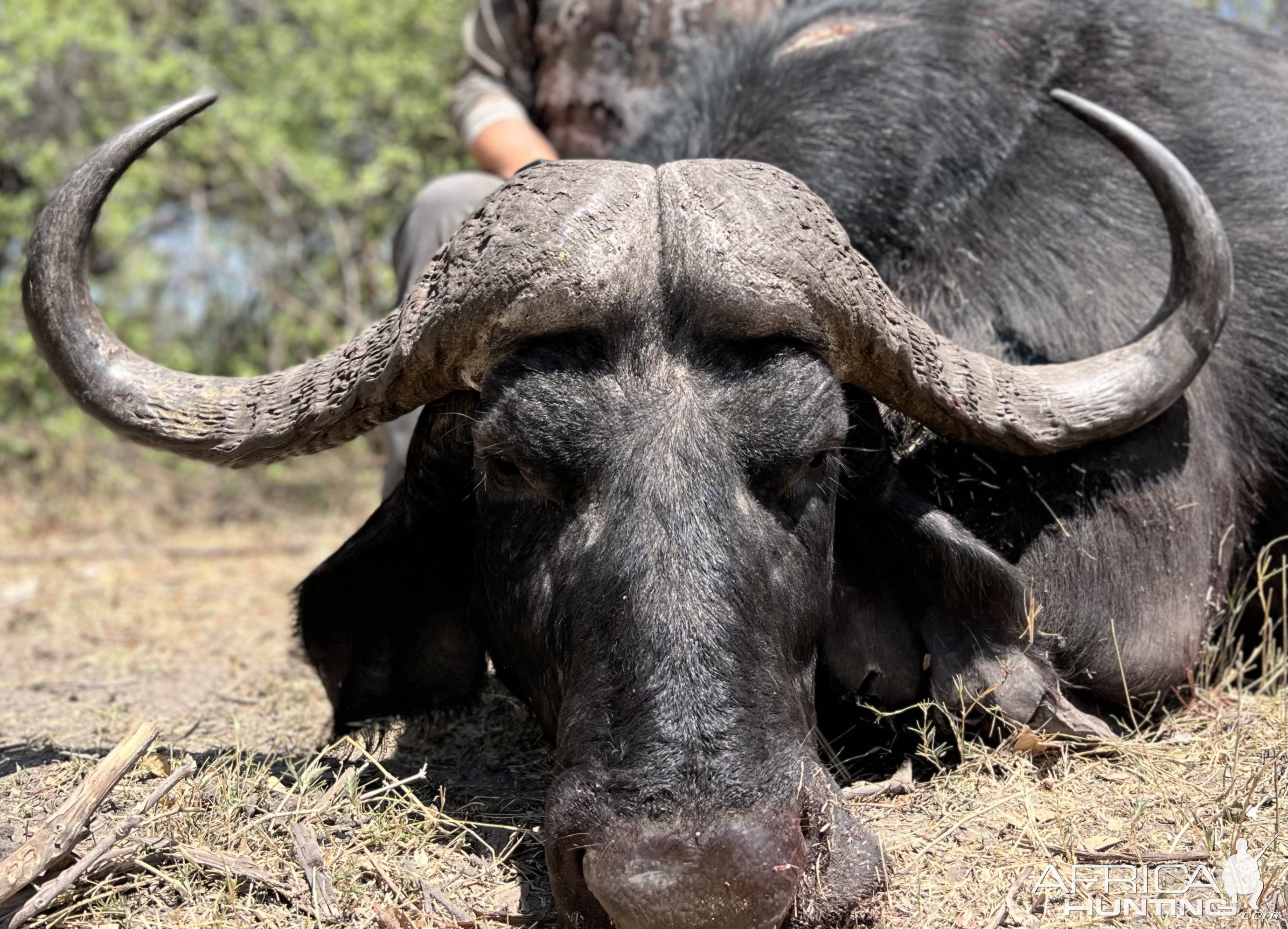 Buffalo Hunt Namibia