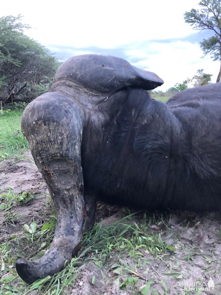 Buffalo Hunt Namibia