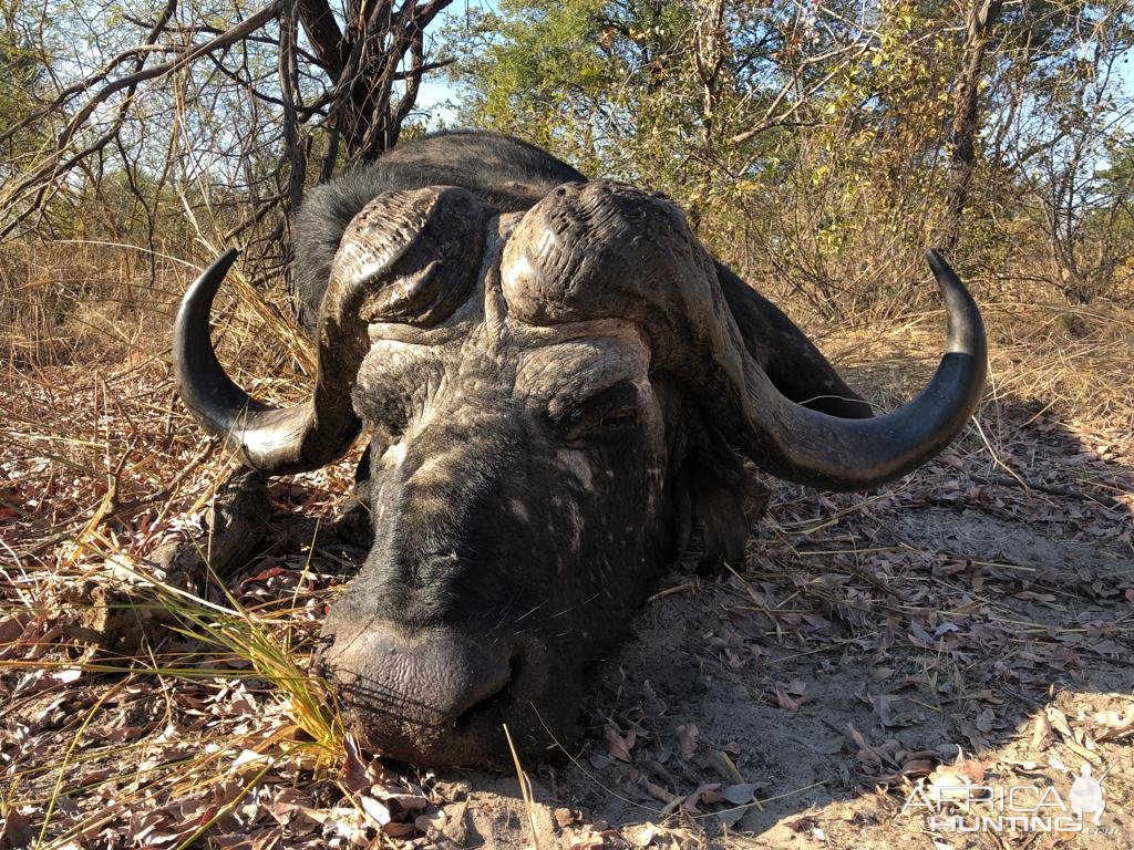 Buffalo Hunt Namibia