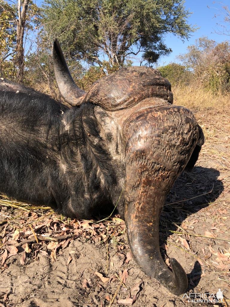 Buffalo Hunt Namibia