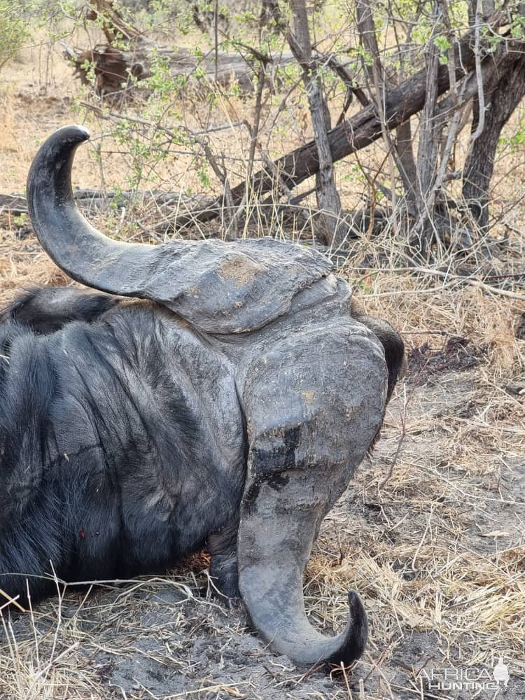 Buffalo Hunt Namibia