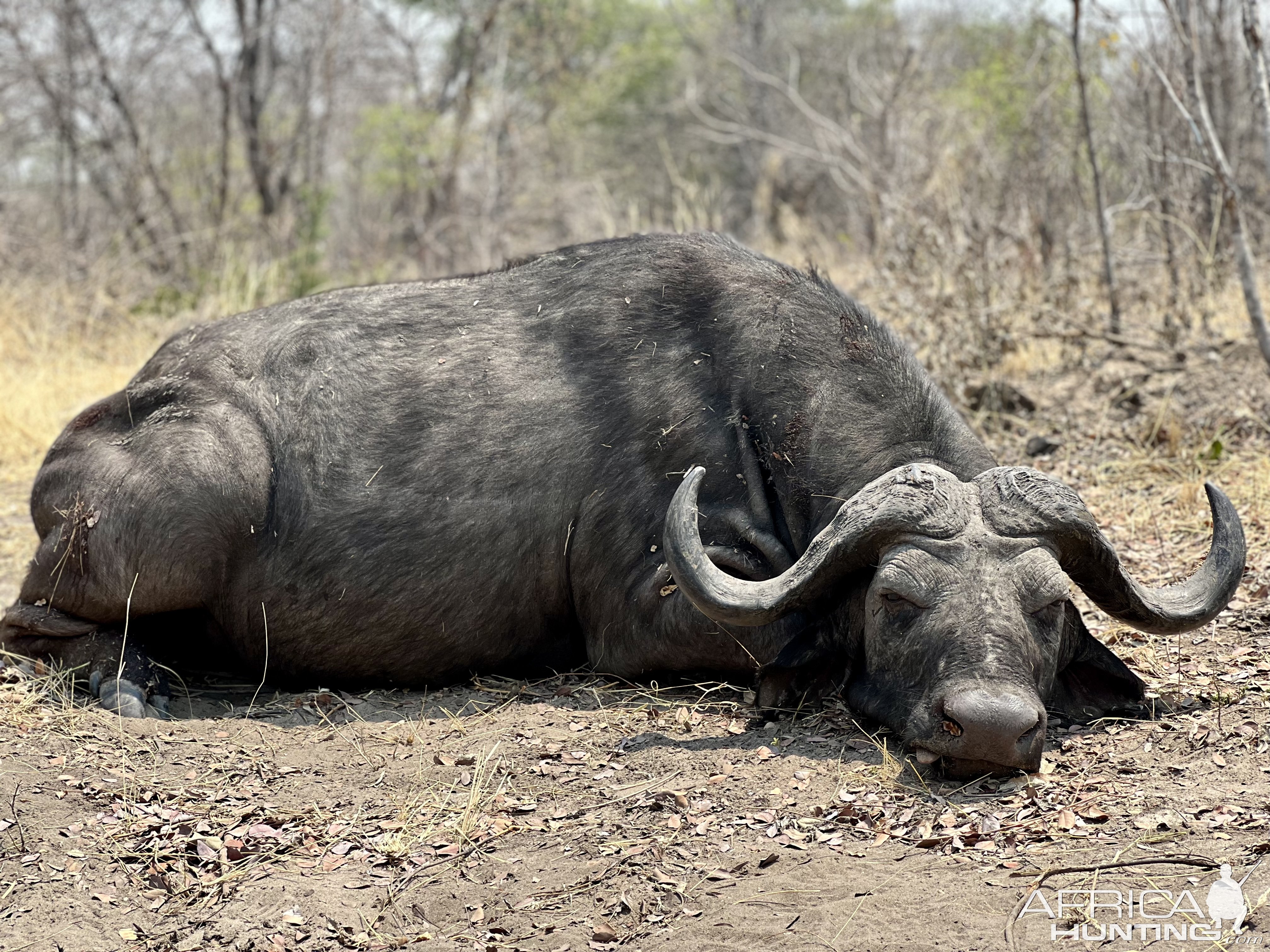 Buffalo Hunt Namibia