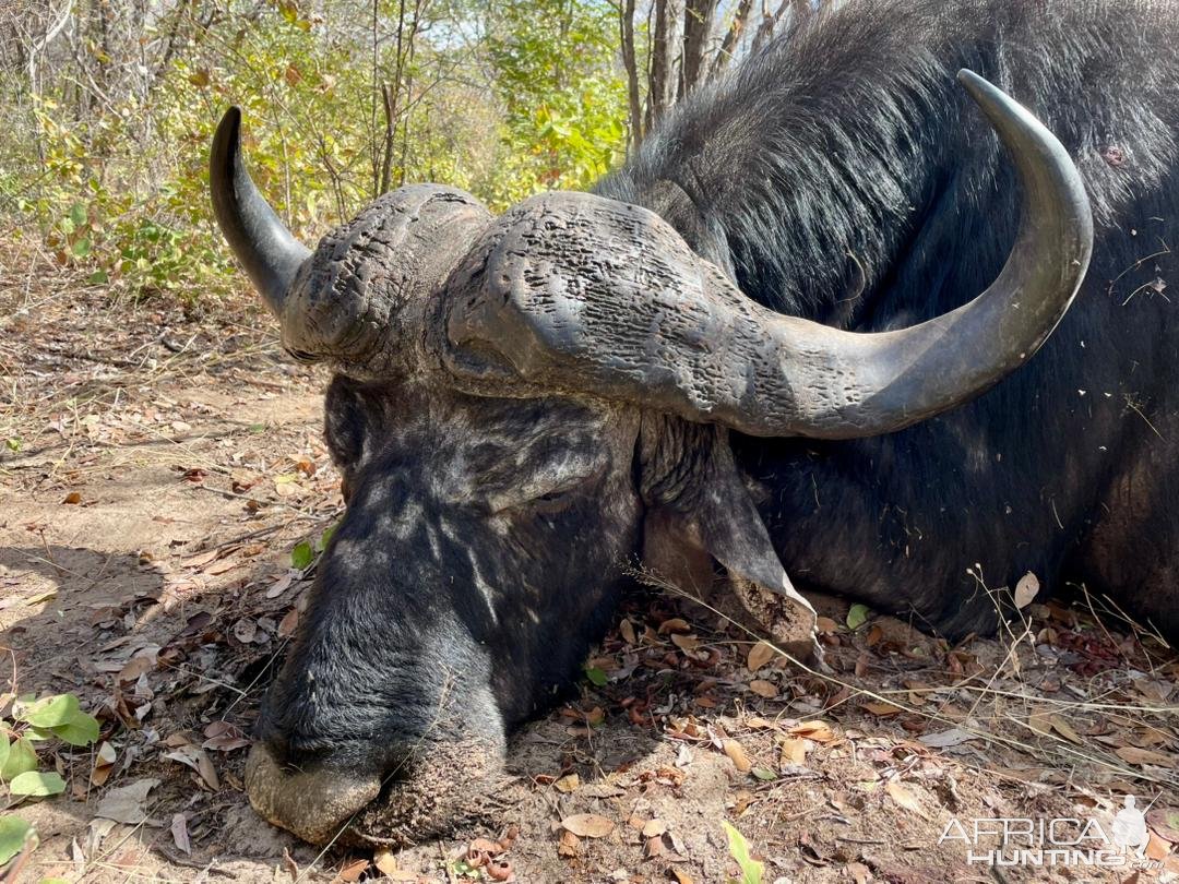 Buffalo Hunt Namibia