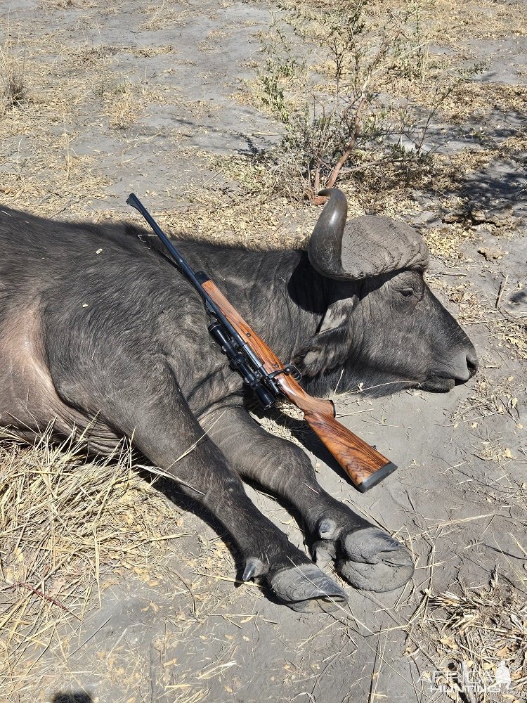 Buffalo Hunt Namibia