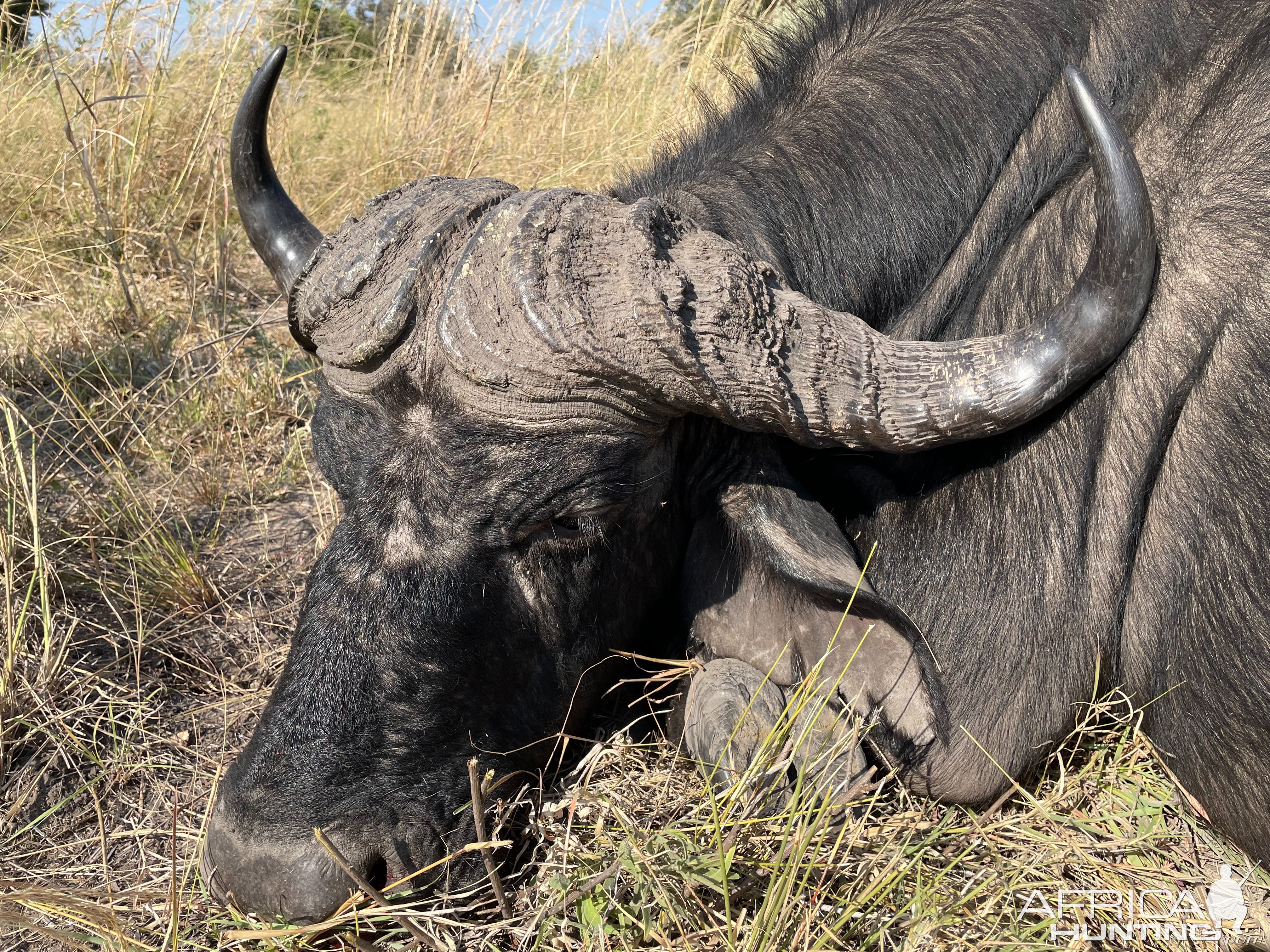 Buffalo Hunt Namibia