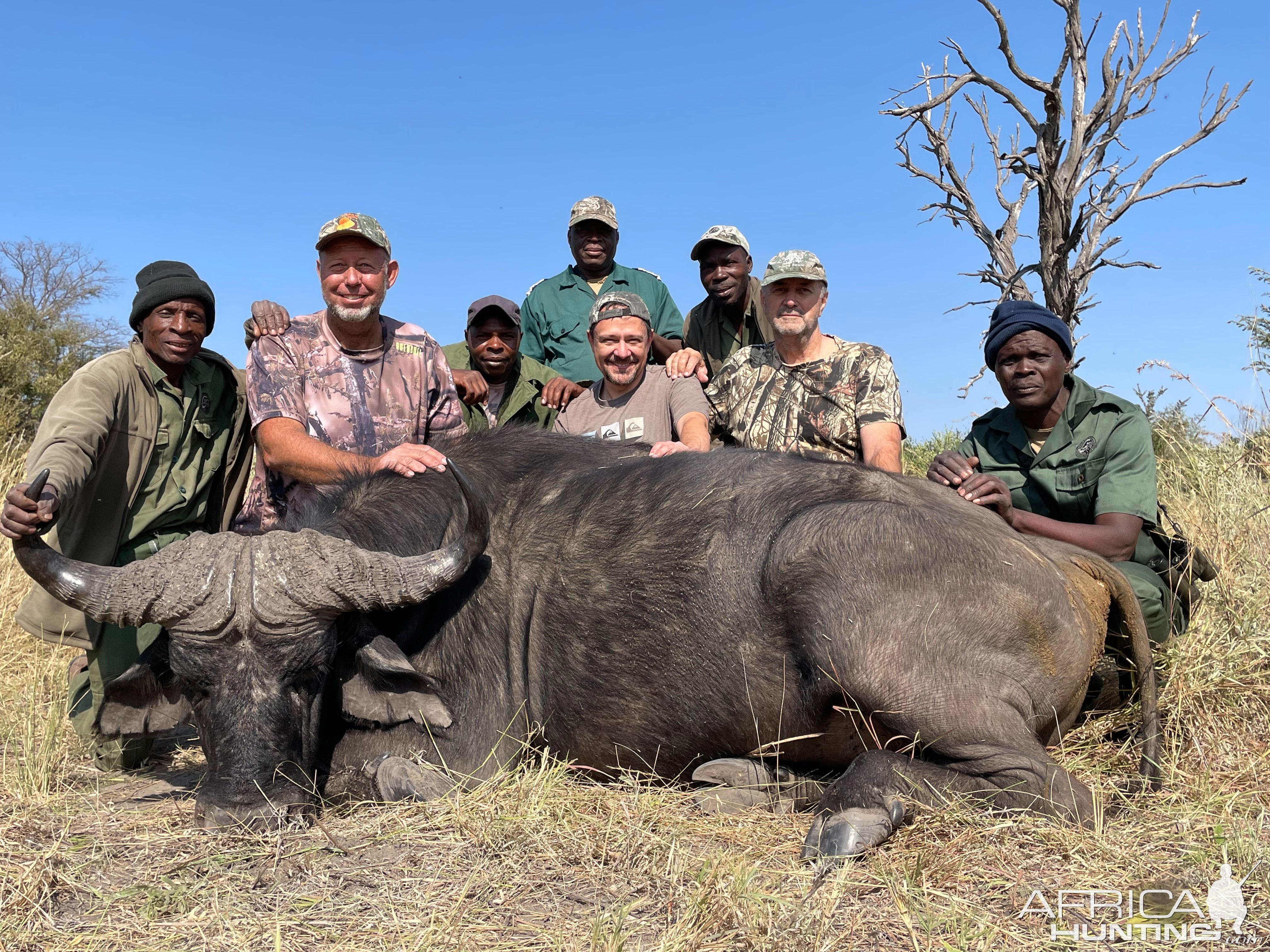 Buffalo Hunt Namibia