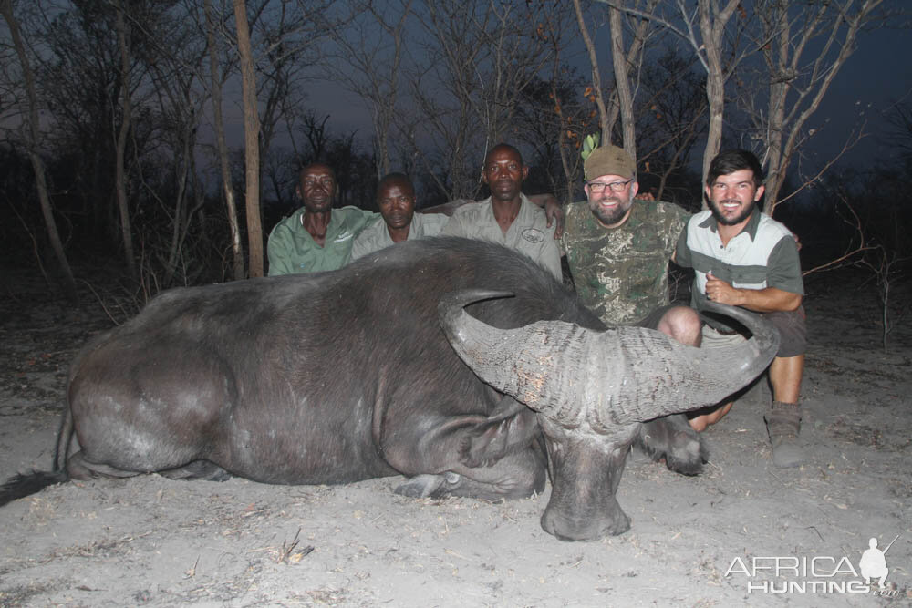 Buffalo Hunt Namibia