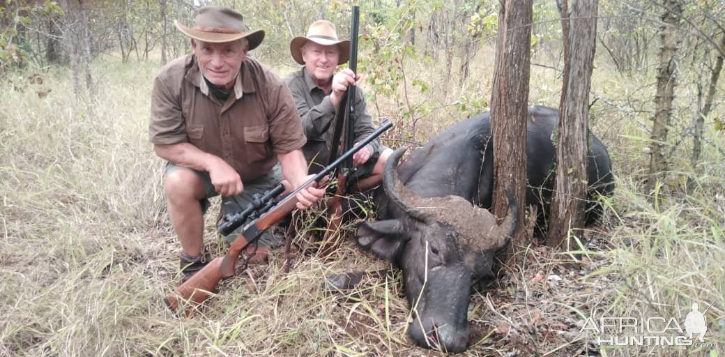 Buffalo Hunt Ngurungundu Zimbabwe