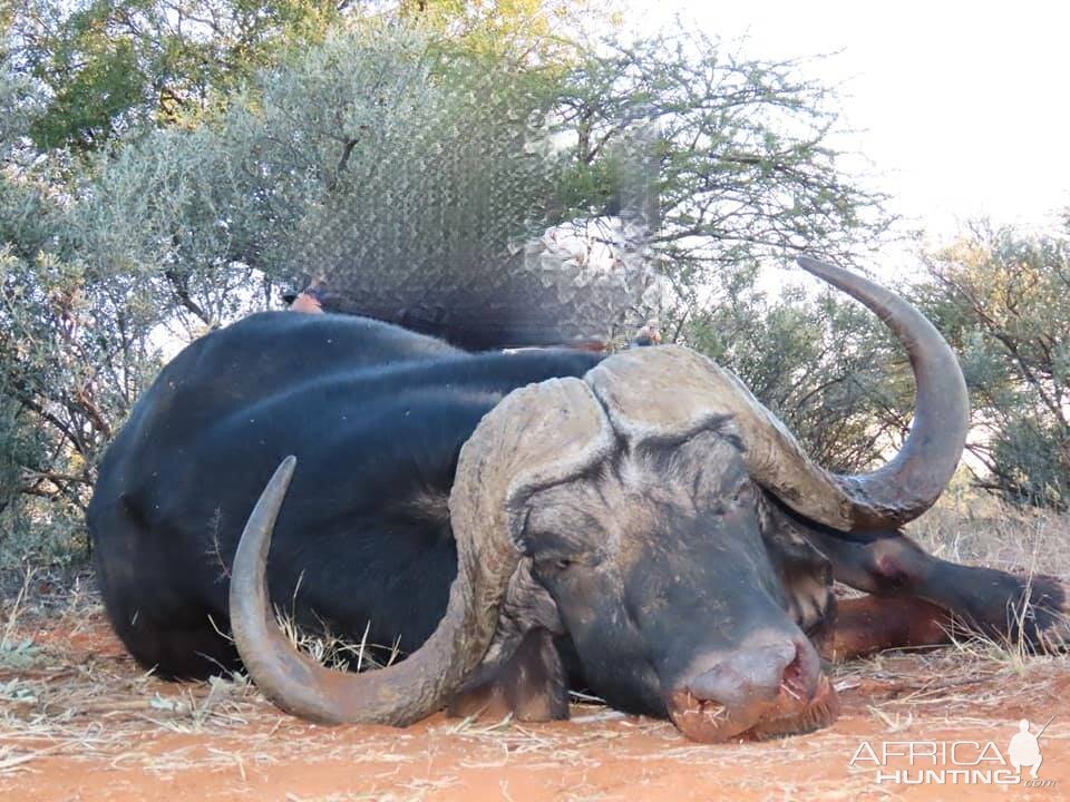 Buffalo Hunt South Africa