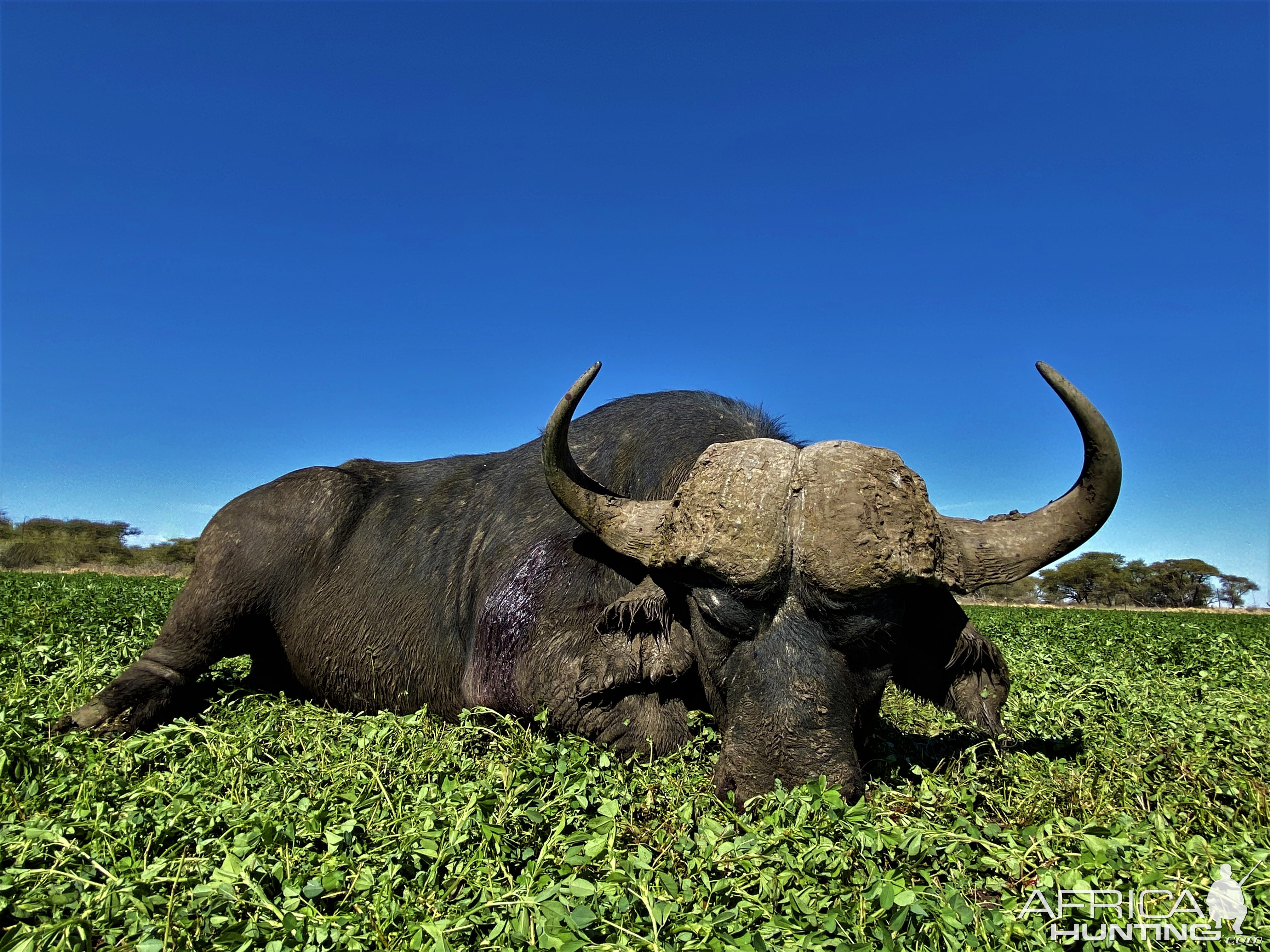 Buffalo Hunt South Africa