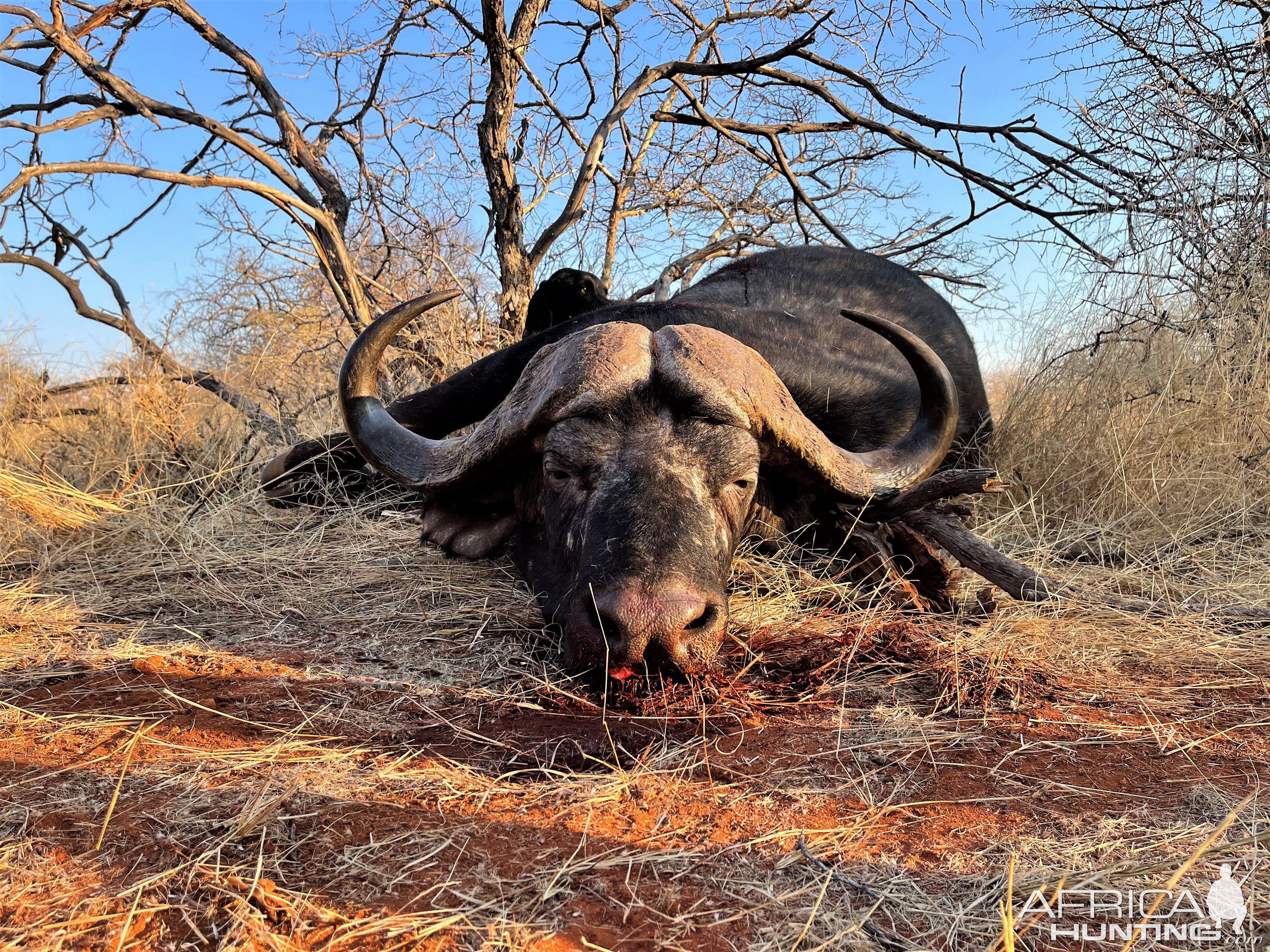 Buffalo Hunt South Africa