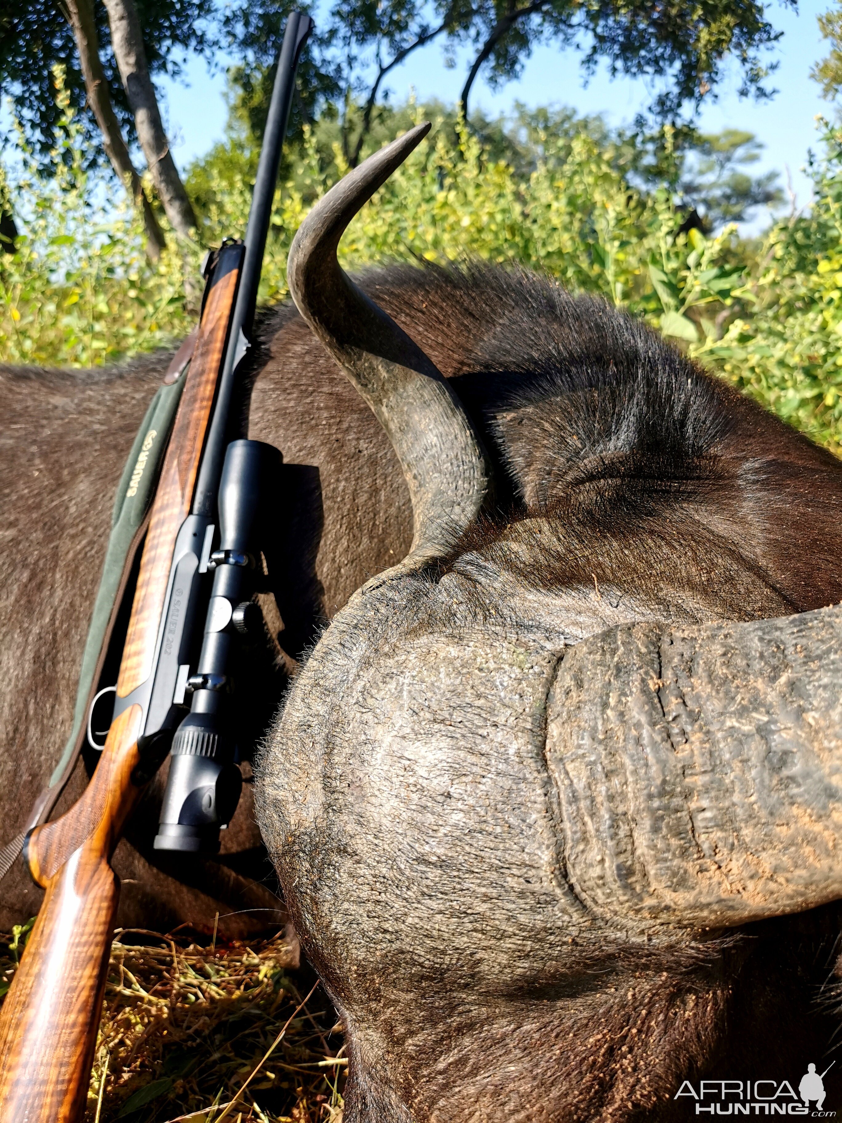 Buffalo Hunt South Africa