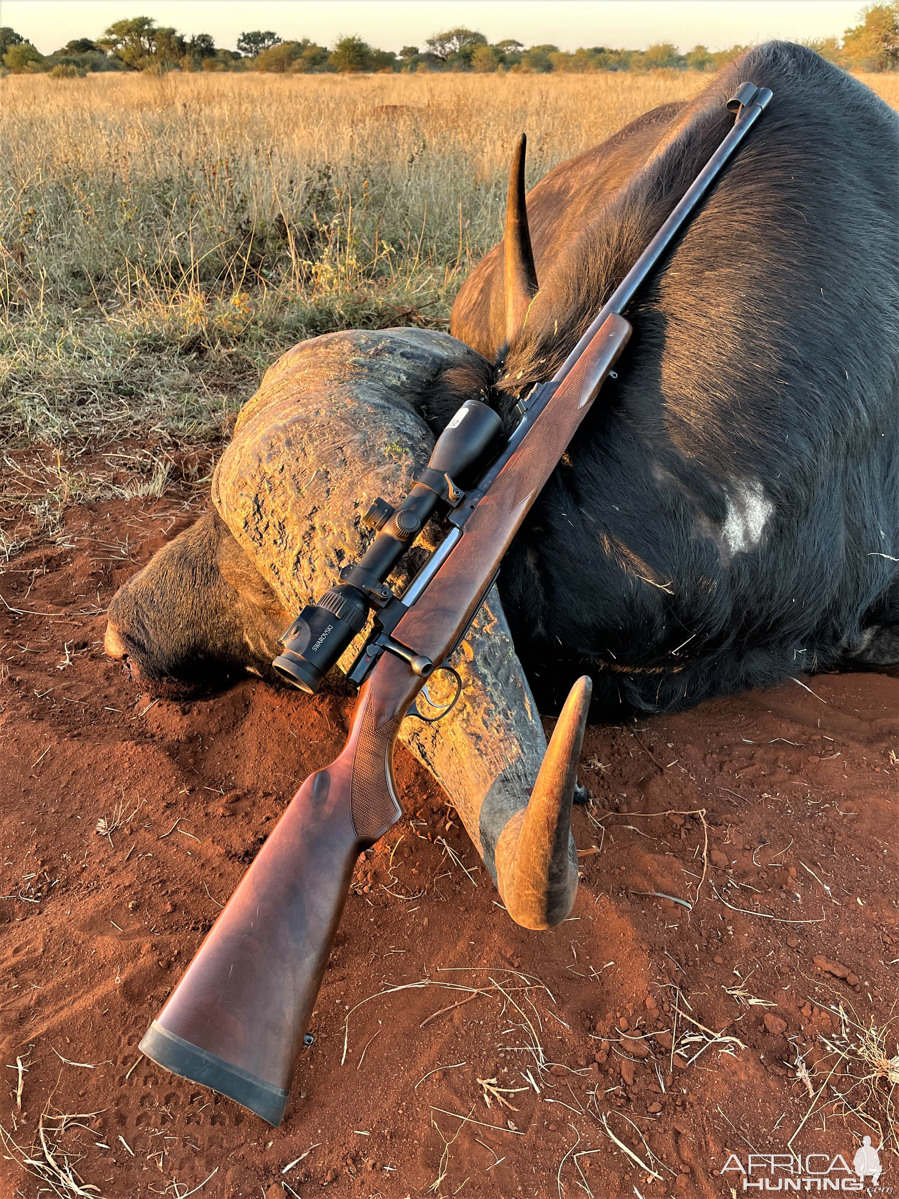 Buffalo Hunt South Africa