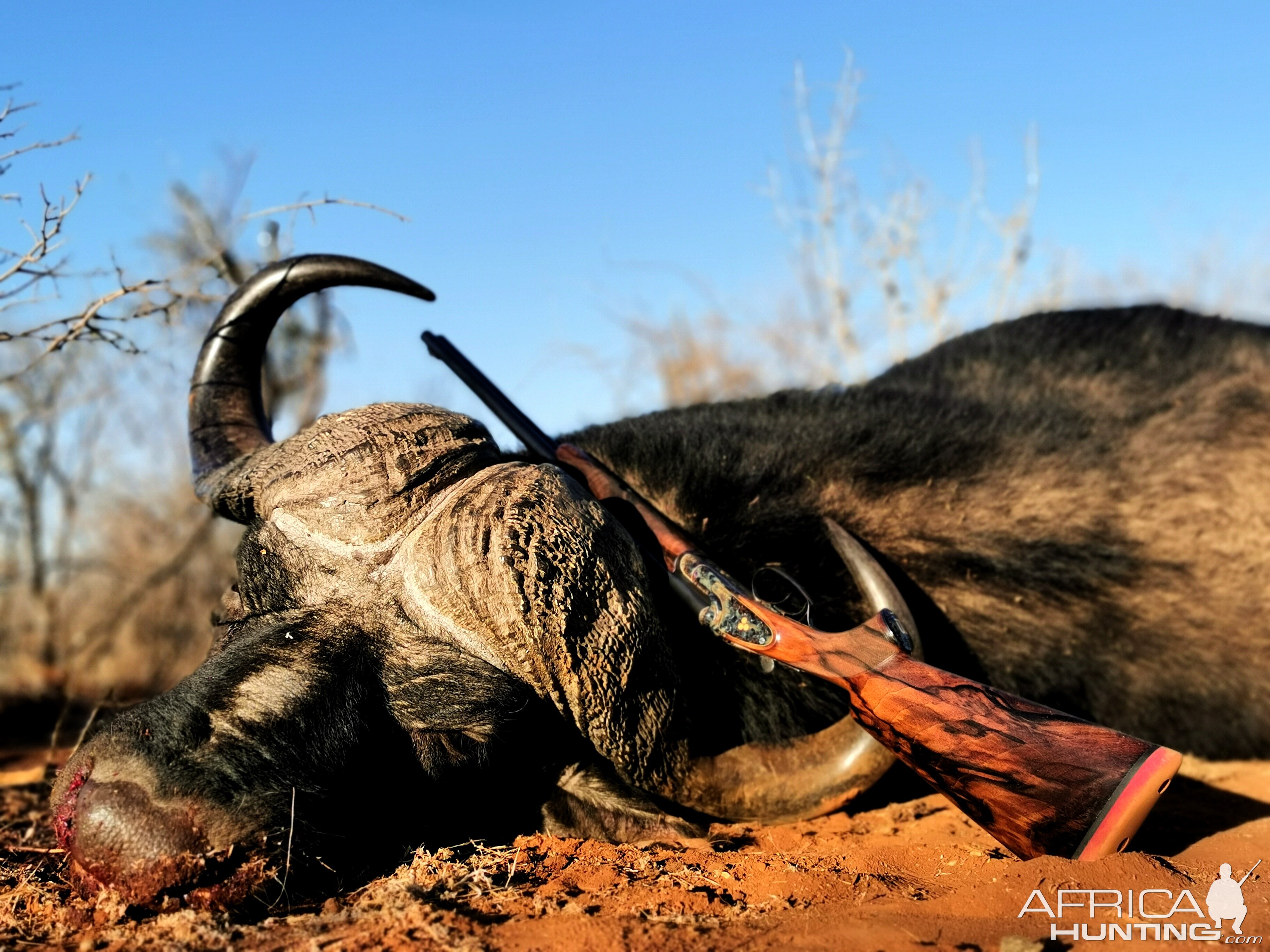 Buffalo Hunt South Africa