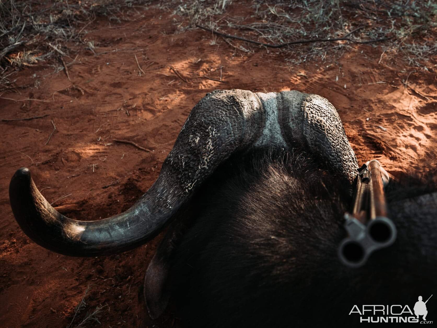 Buffalo Hunt South Africa