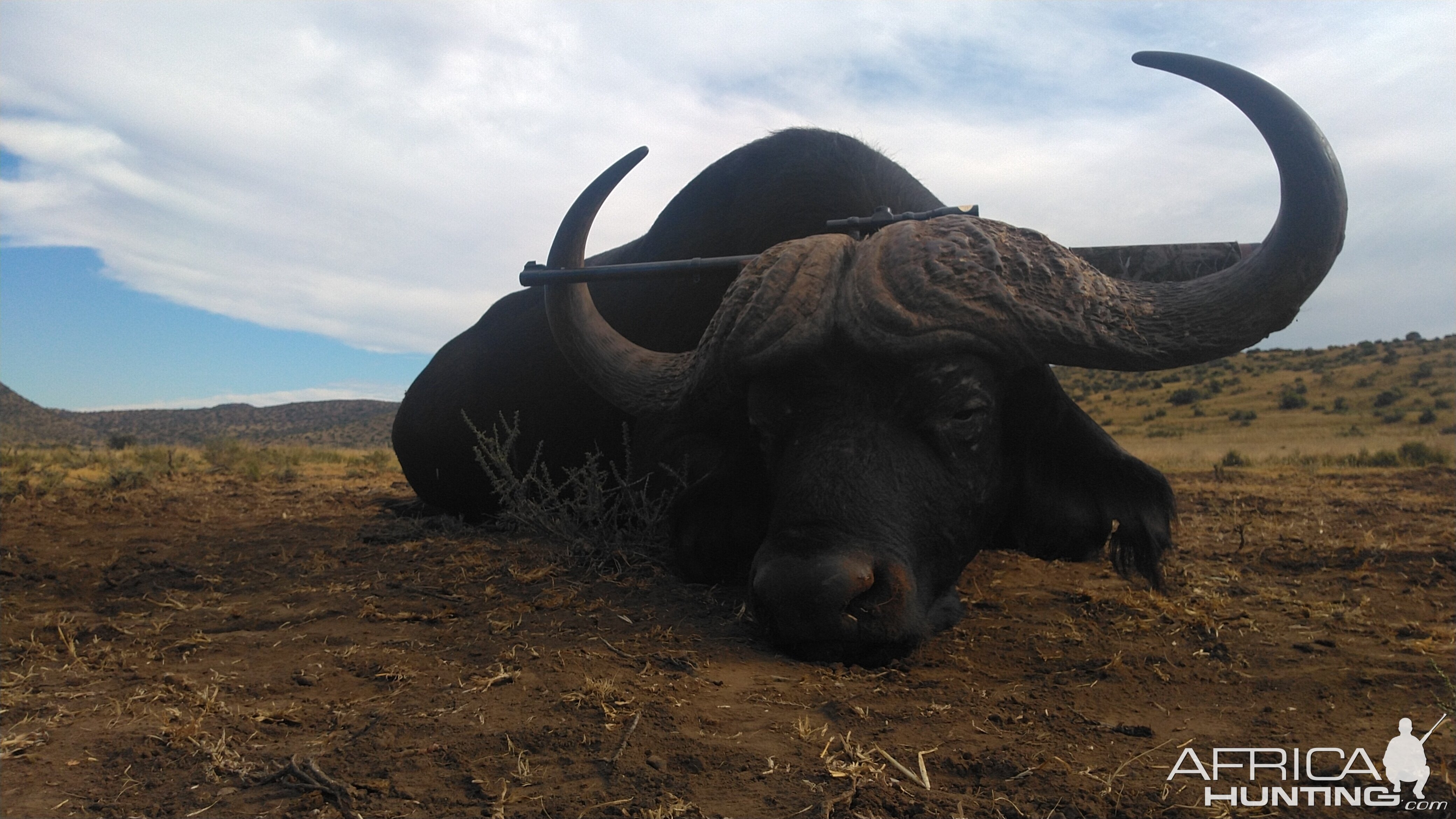 Buffalo Hunt South Africa