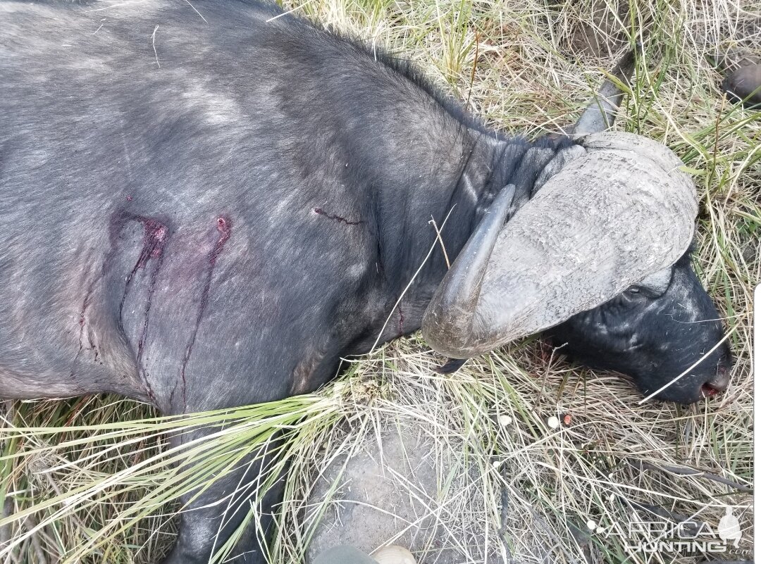 Buffalo Hunt South Africa