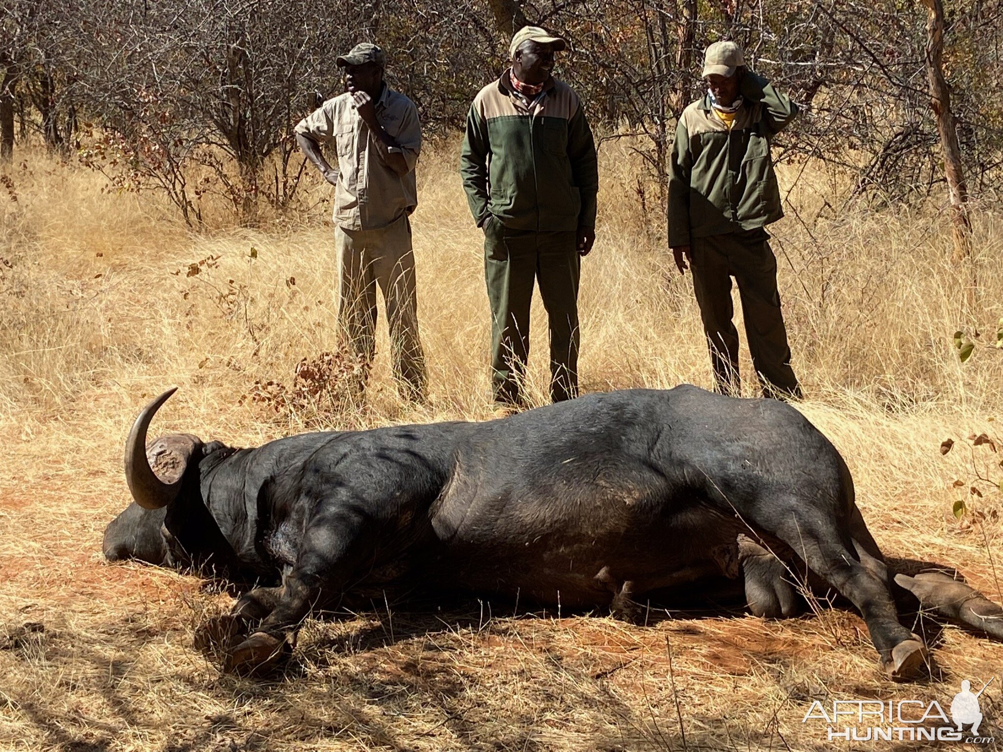 Buffalo Hunt South Africa