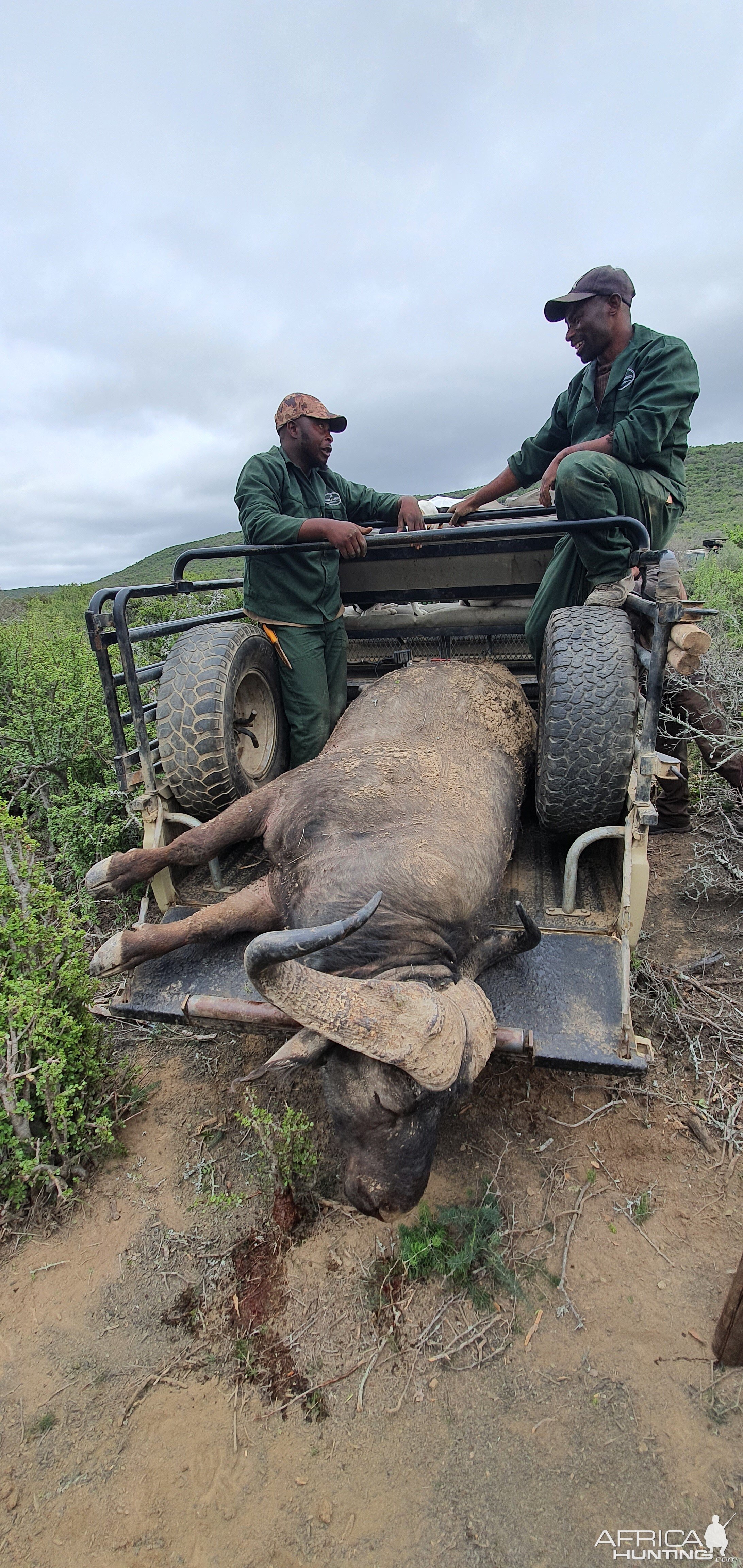 Buffalo Hunt South Africa