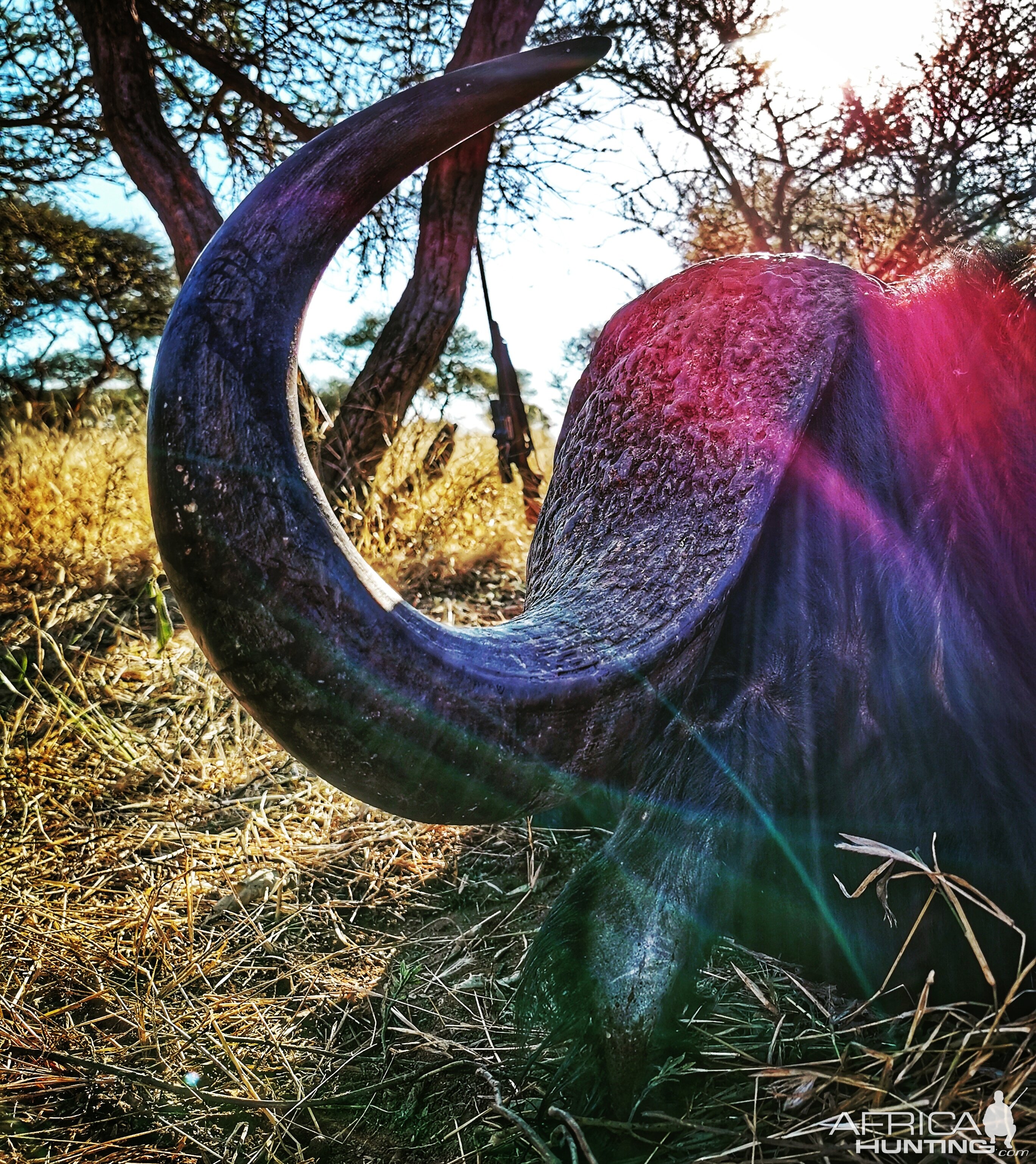 Buffalo Hunt South Africa