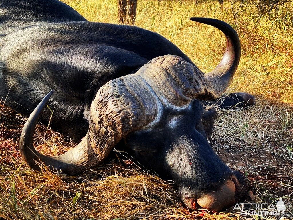 Buffalo Hunt South Africa