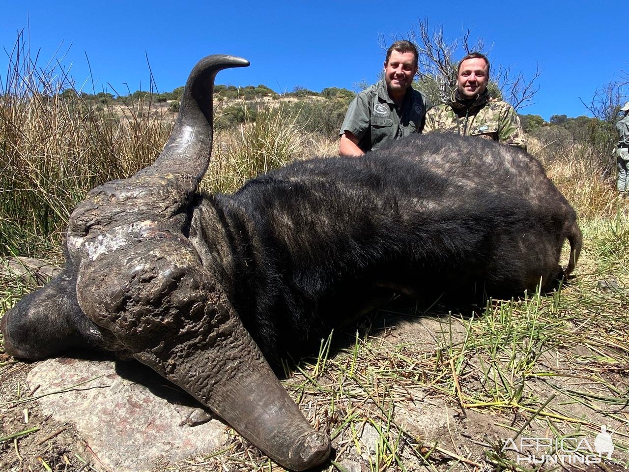 Buffalo Hunt South Africa