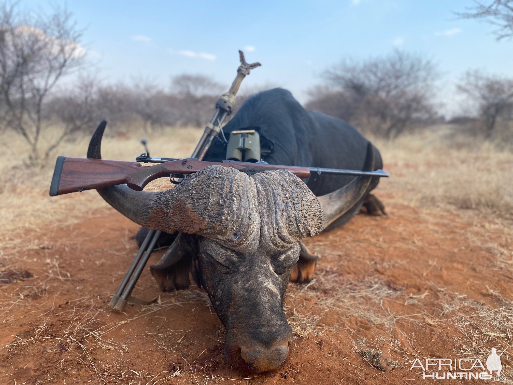 Buffalo Hunt South Africa