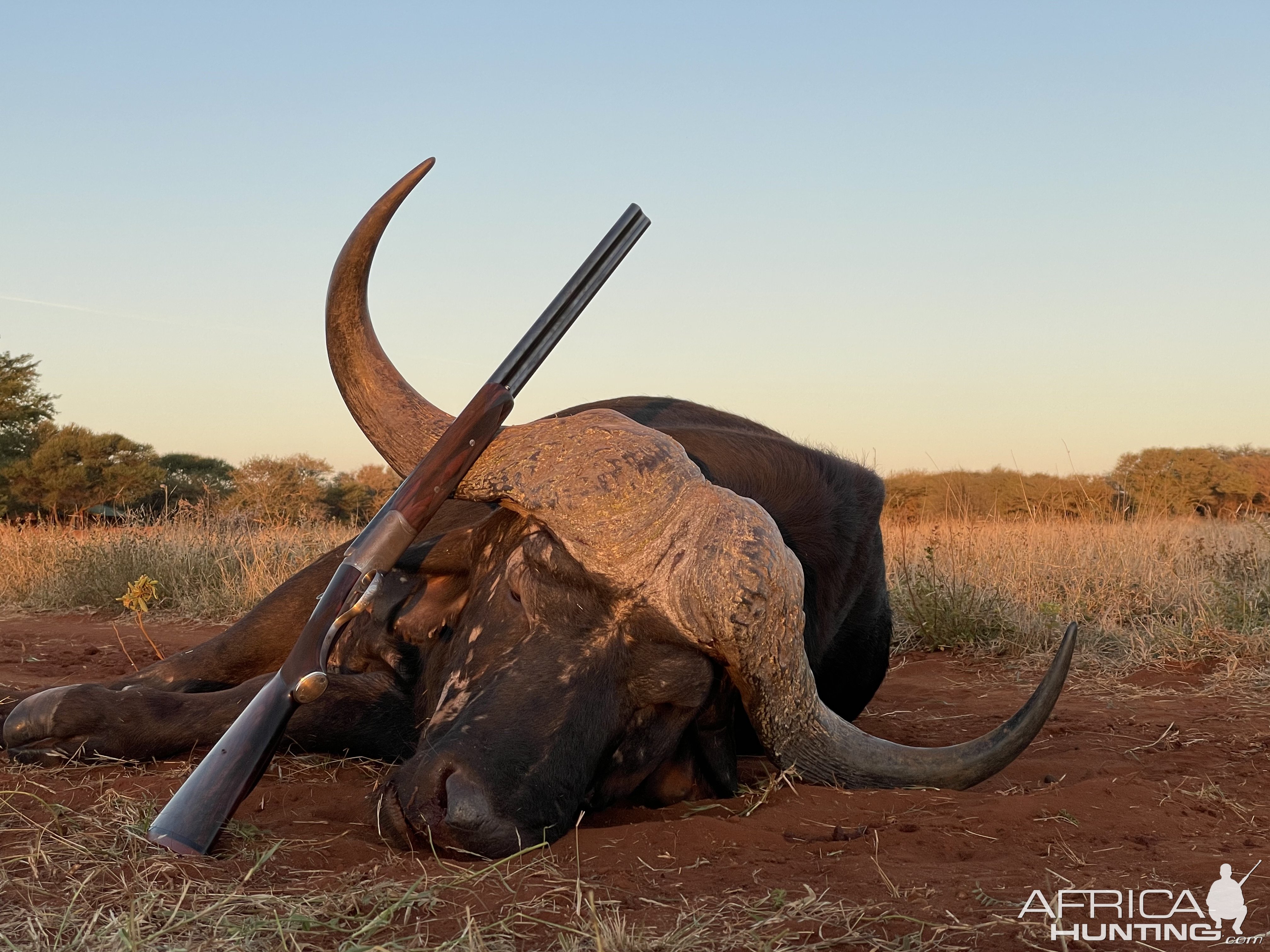 Buffalo Hunt South Africa