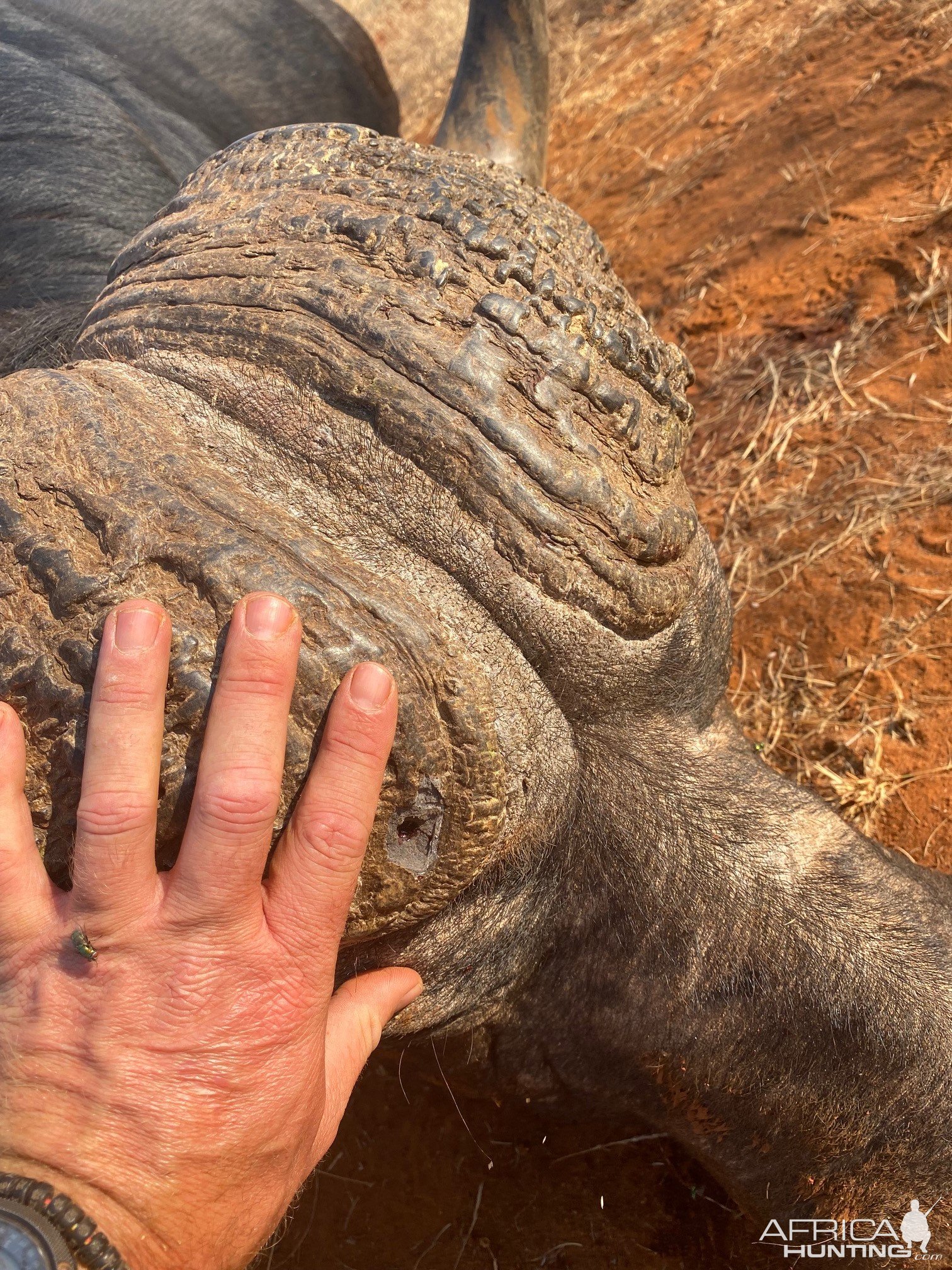 Buffalo Hunt South Africa