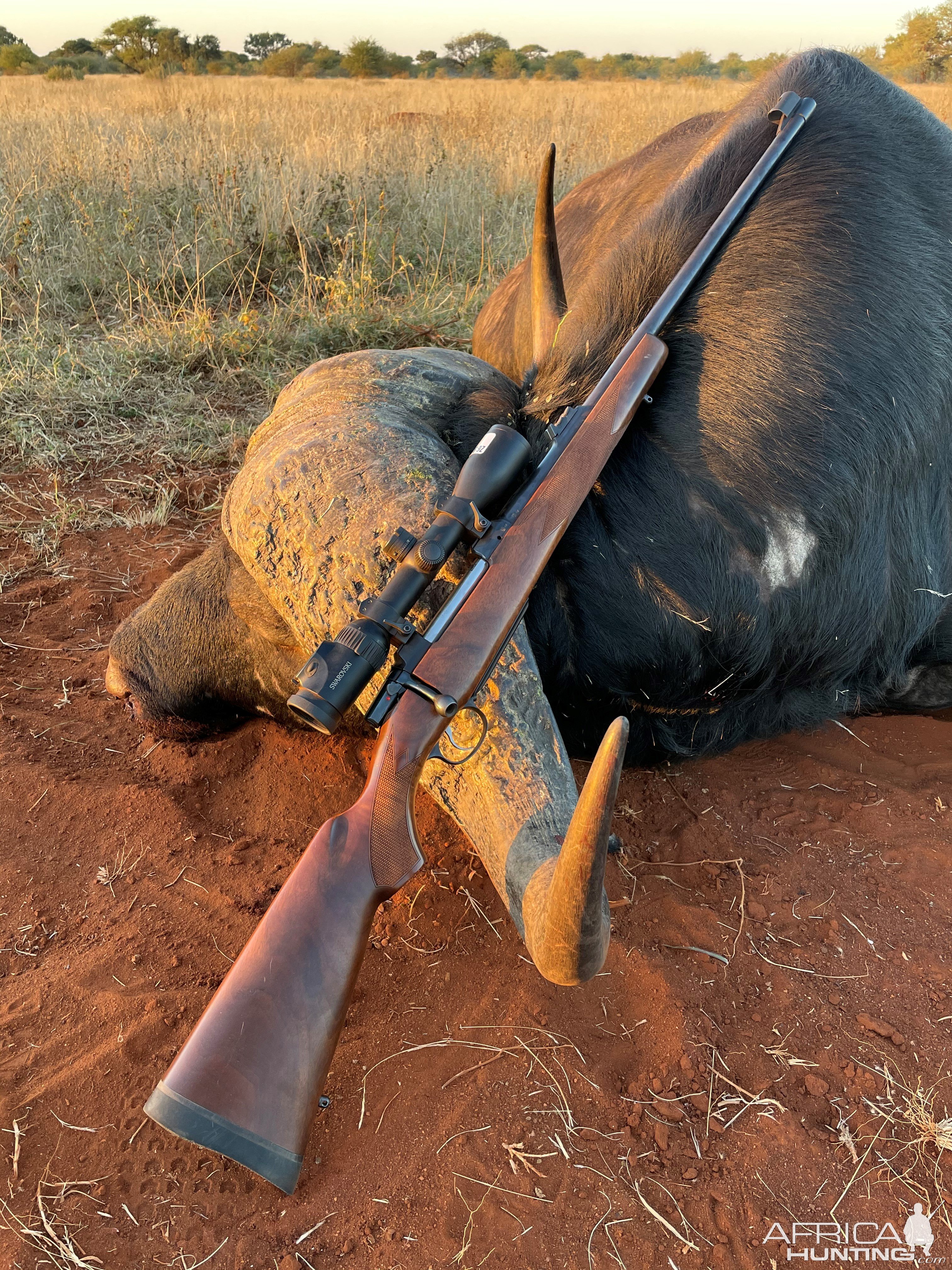 Buffalo Hunt South Africa