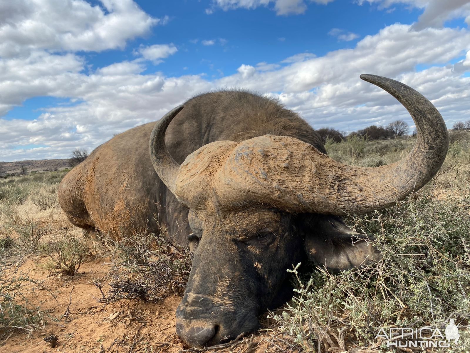 Buffalo Hunt South Africa