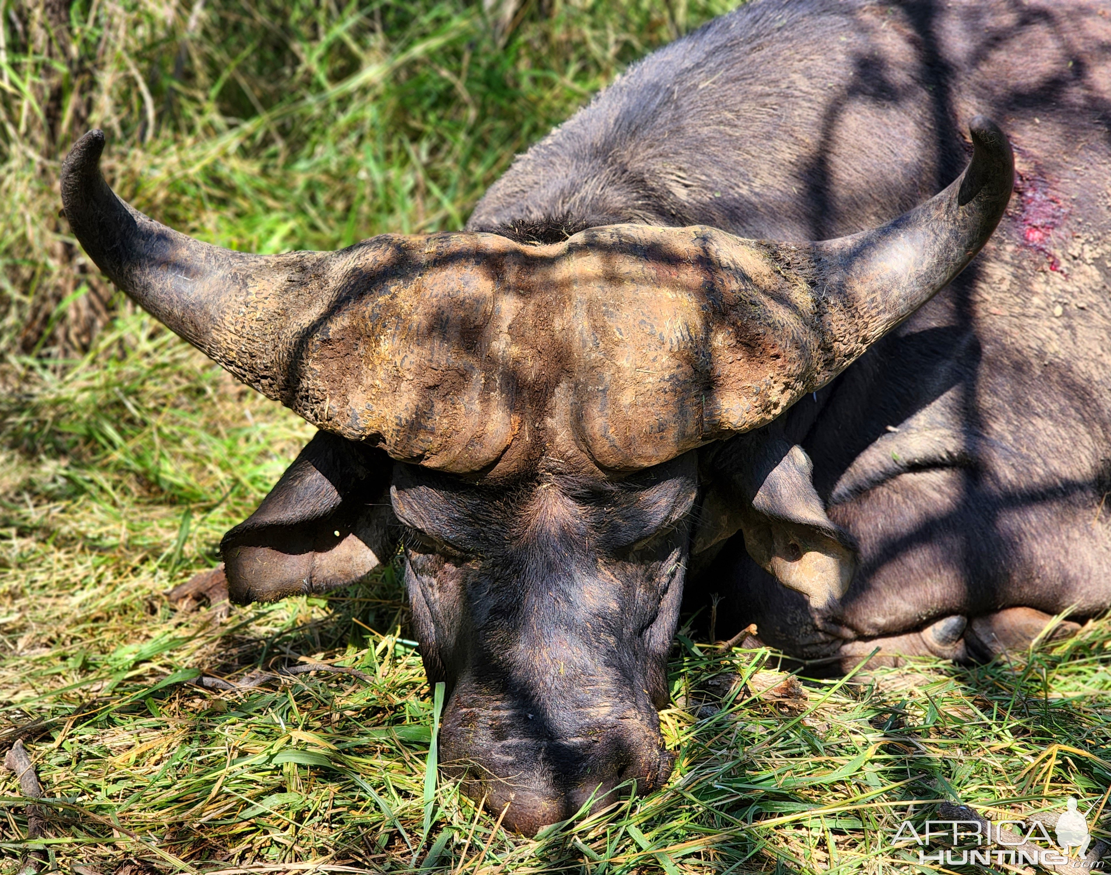 Buffalo Hunt South Africa