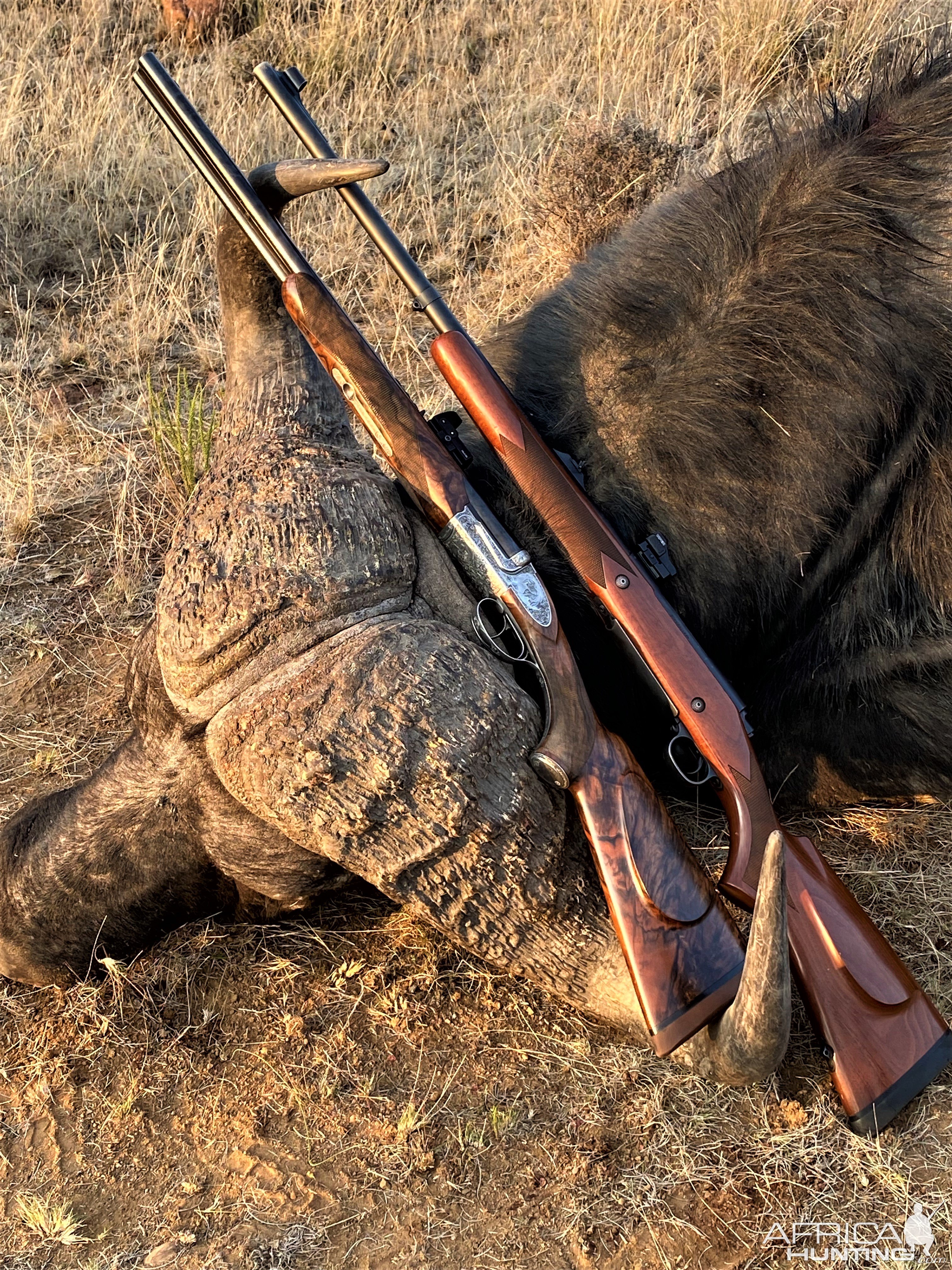 Buffalo Hunt South Africa