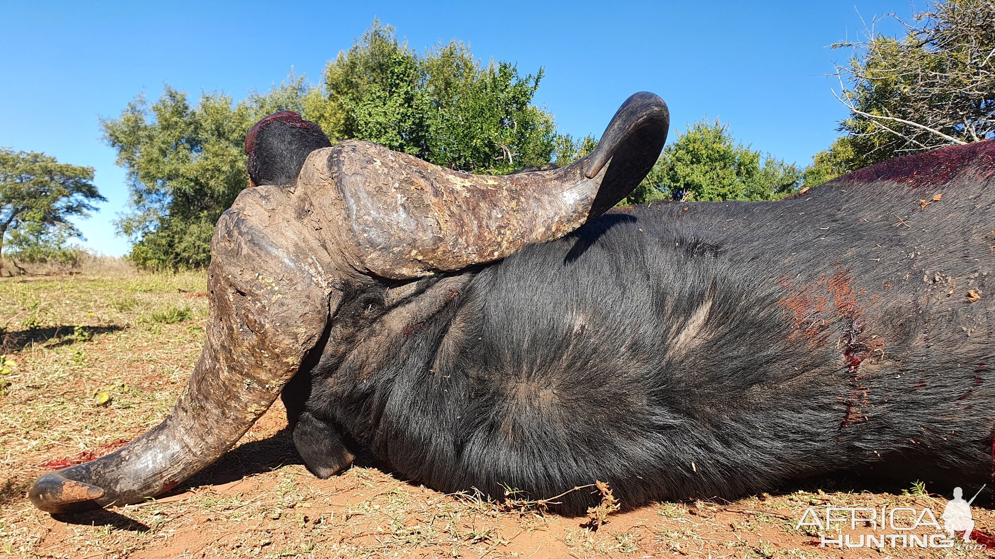 Buffalo Hunt South Africa